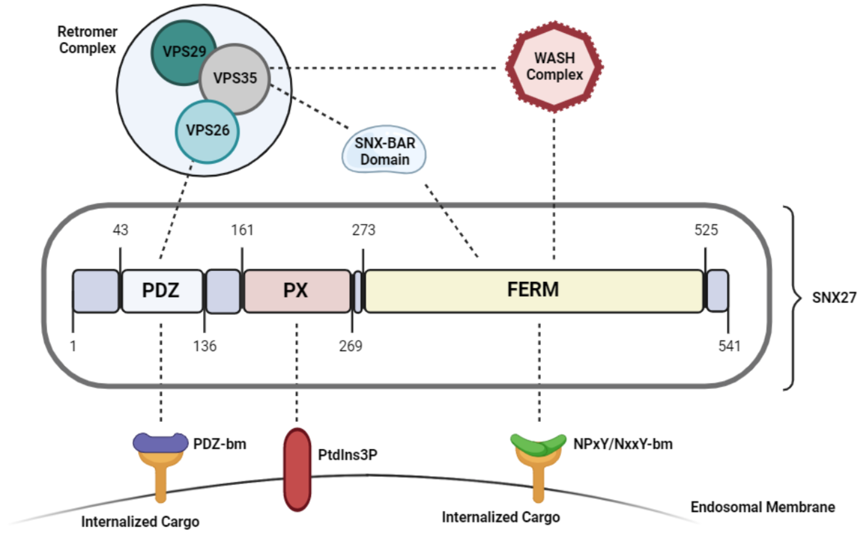 Structure and Function of Sorting Nexin 27 | Encyclopedia MDPI