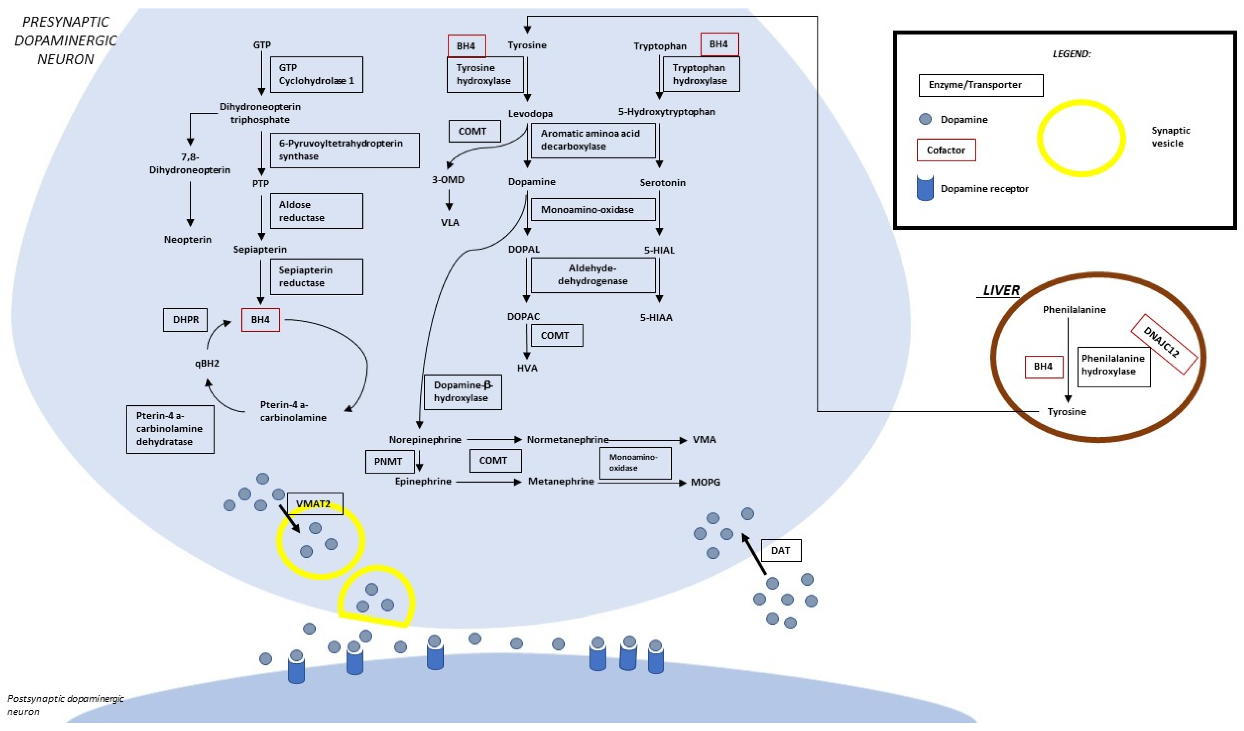 Genes 14 00263 g001