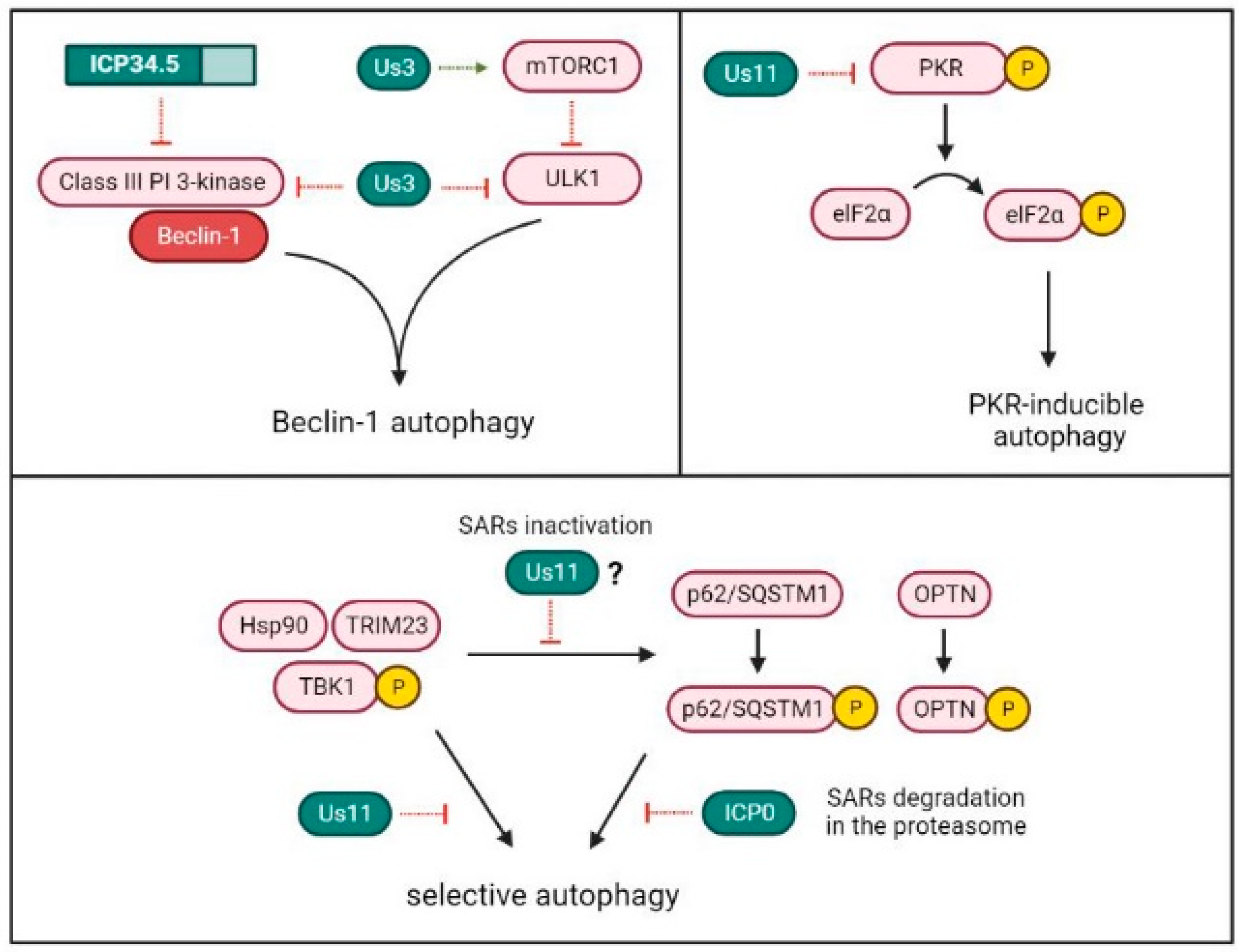 The Interplay between Autophagy and HSV1 Encyclopedia MDPI