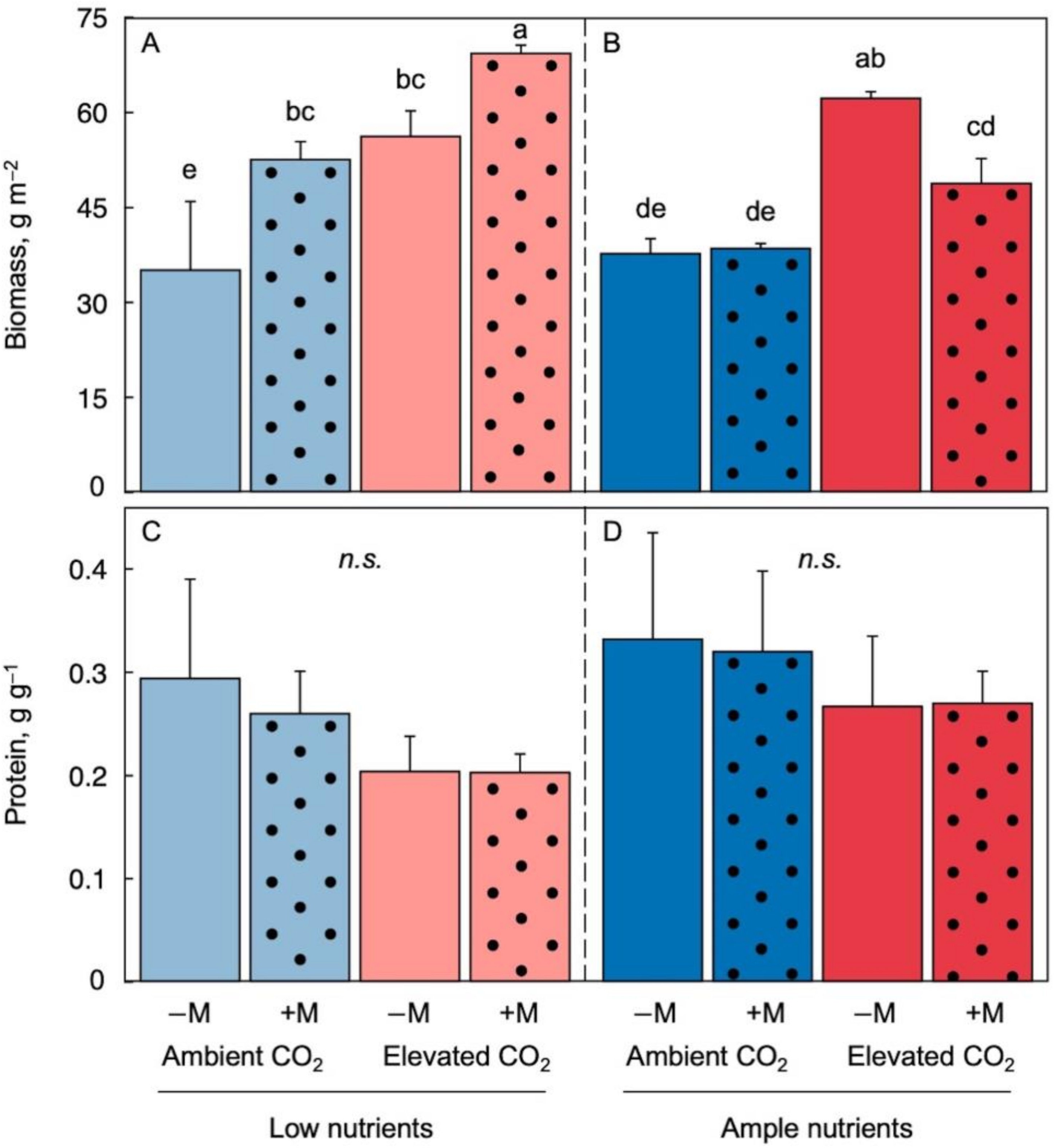 Figure 2. Dry biomass production per frond area under low (A) and ample (B) nutrients as well as protein to dry biomass ratio under low (C) and ample (D) nutrients for Lemna minor grown in 1/20 (light blue or light red) or 1/2 strength (dark blue or red) Schenk & Hildebrandt medium and either ambient (blue) or elevated (red) CO2 levels. Solid-fill columns represent fronds that were not inoculated (−M) and dotted columns plants that were inoculated (+M) with microorganisms from a pond with L. minor. Mean values ± standard deviations; n = 3. Different lower-case letters represent significant differences at p < 0.05.