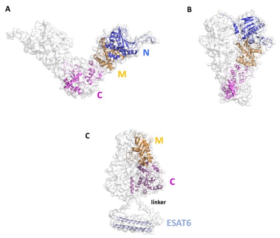 Cells 12 00317 g008 550