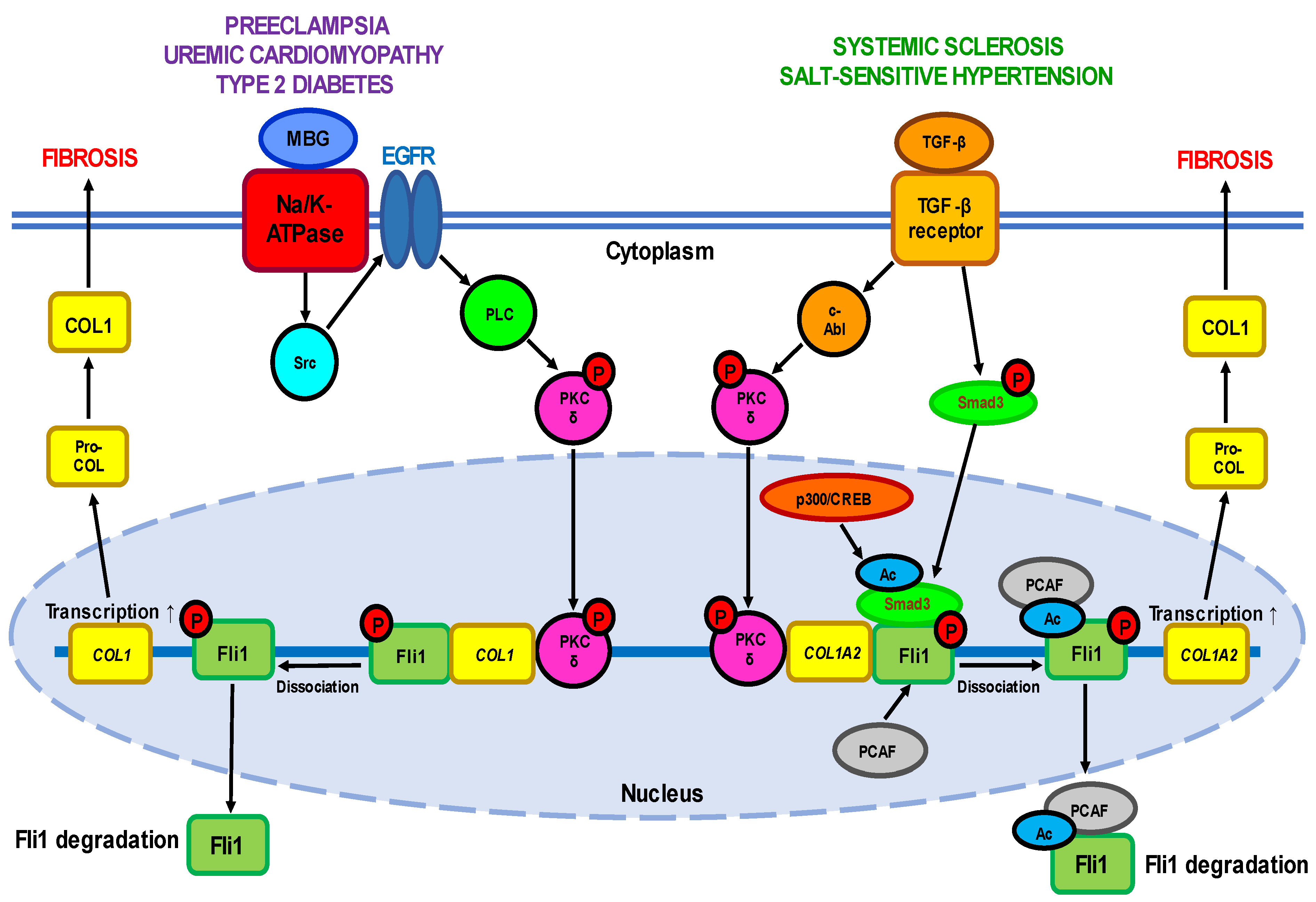 Ijms 24 01881 g001