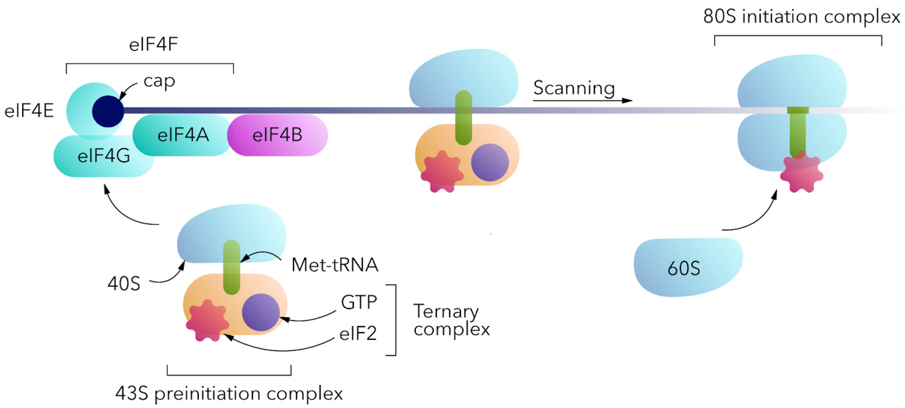 Cap-Independent Circular MRNA Translation | Encyclopedia MDPI