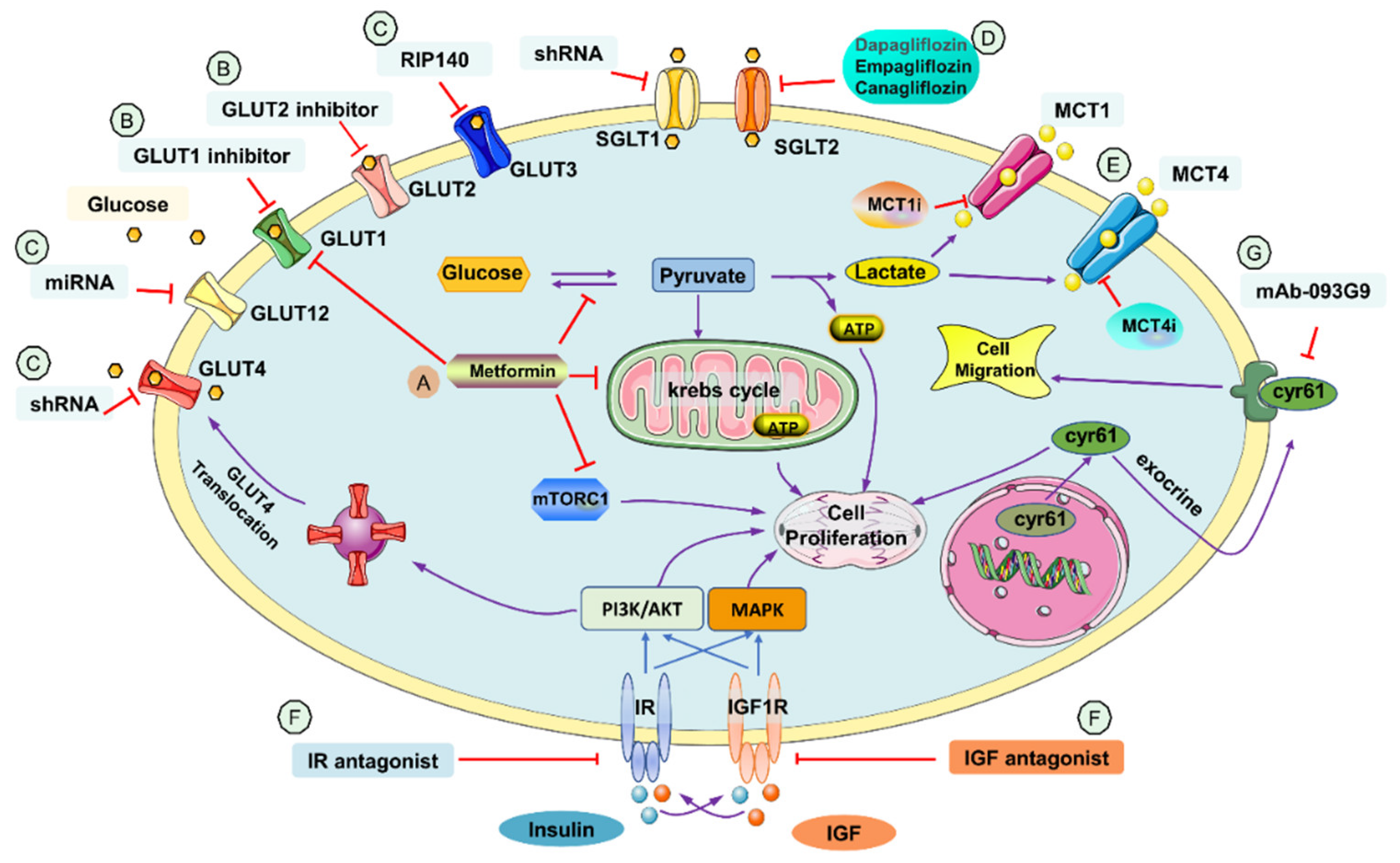 Metabolic Reprogramming Strategy Targeting Glucose Metabolism ...