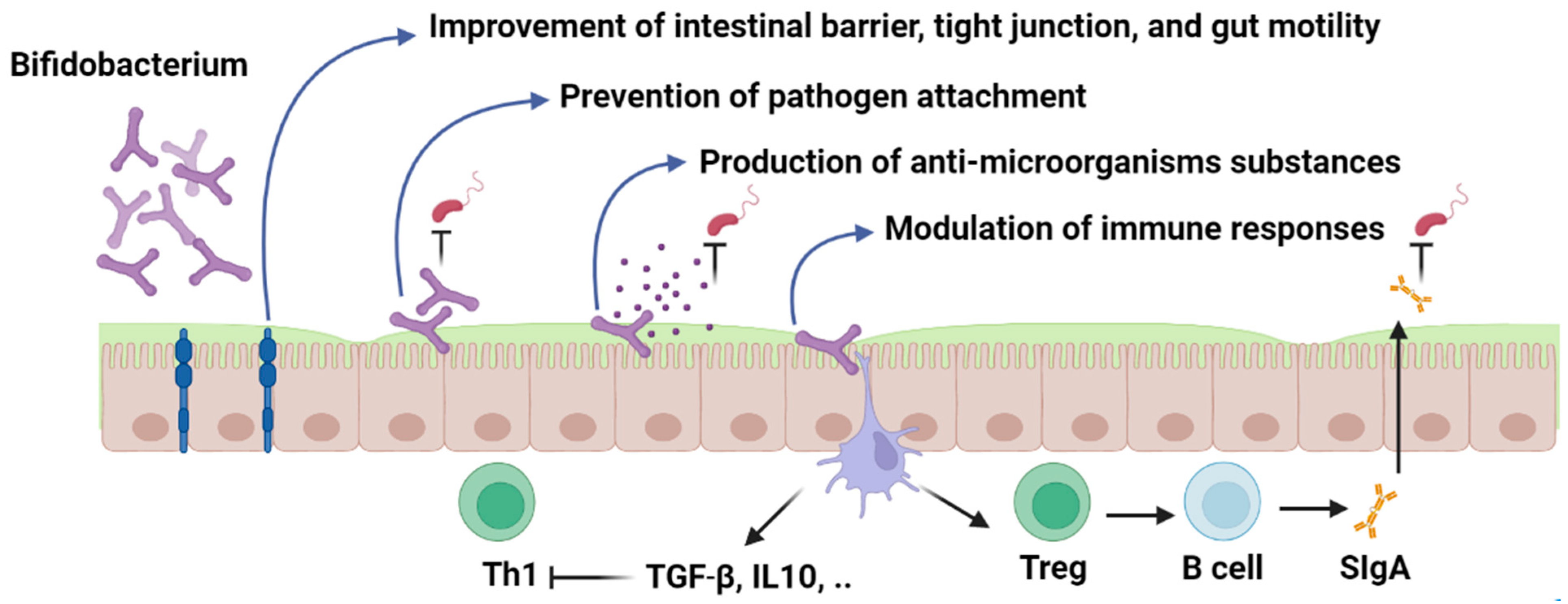 Bifidobacterium Mechanism Of Action Encyclopedia MDPI Bifidobacterium Mechanism Of Action Encyclopedia MDPI