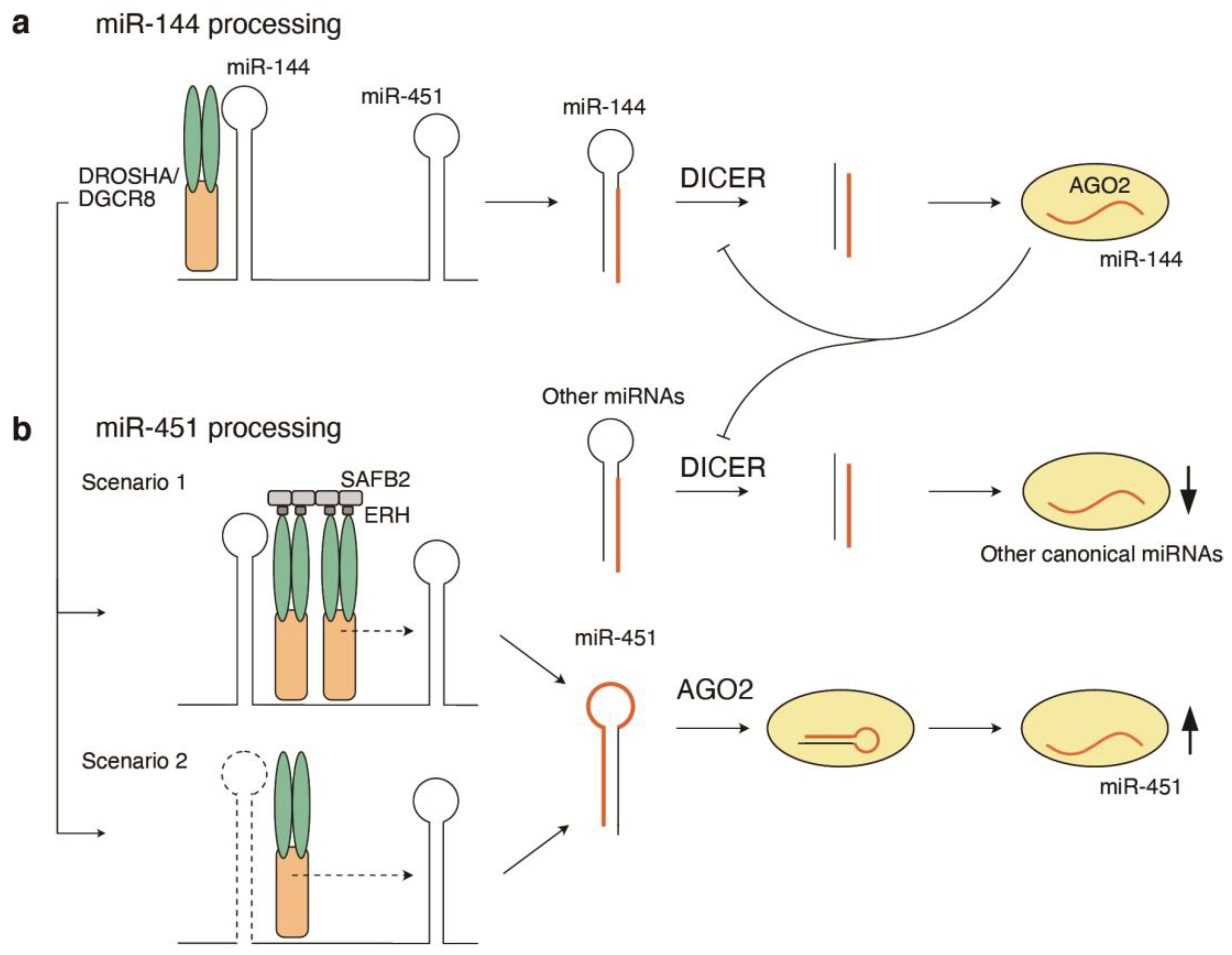 Network Regulation Of MicroRNA Biogenesis And Target Interaction ...