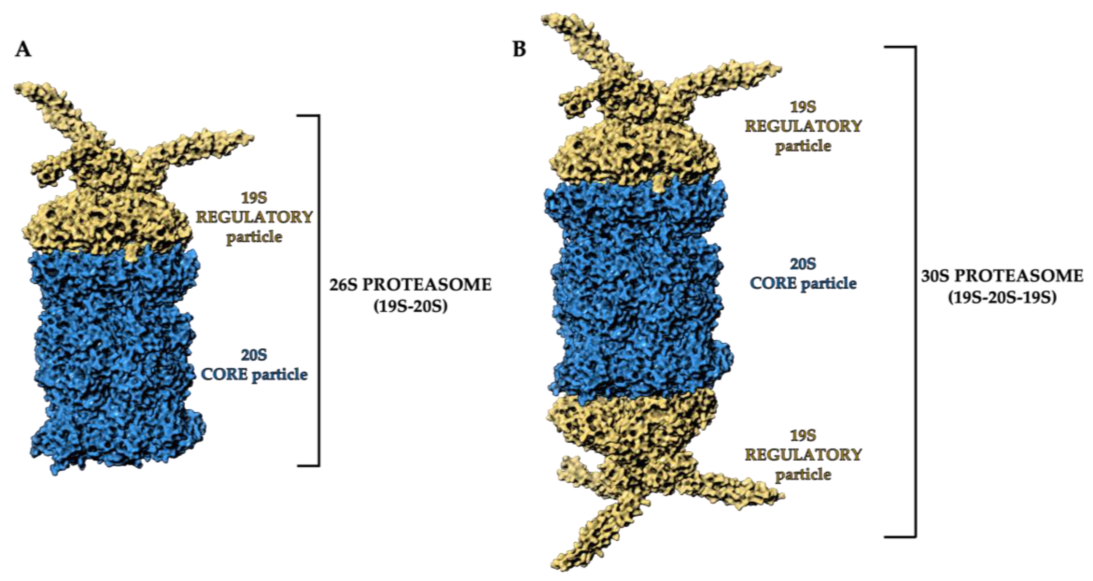 Structure And Function Of The 26s Proteasome A 600x523