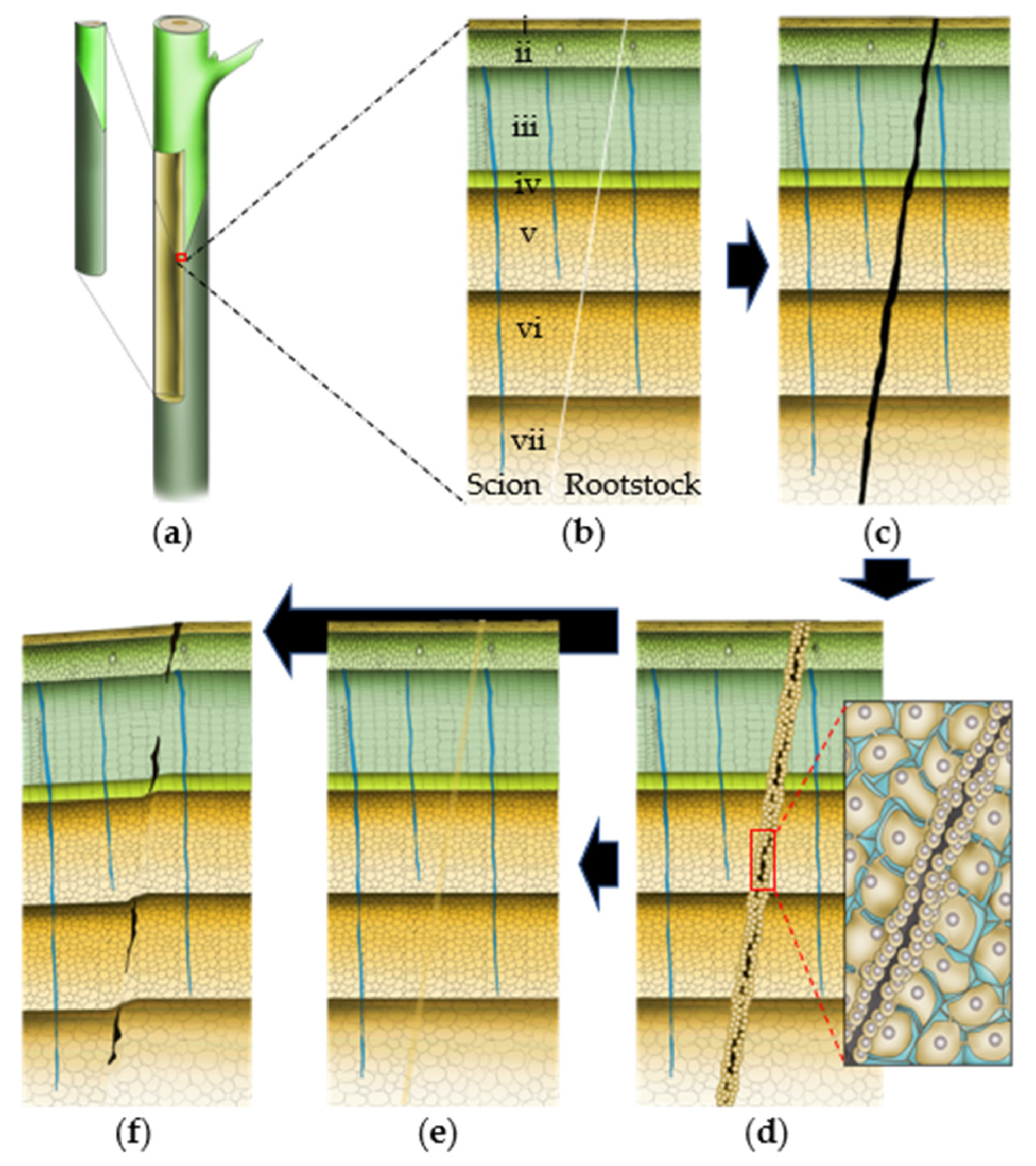 Agronomy 12 01981 g003