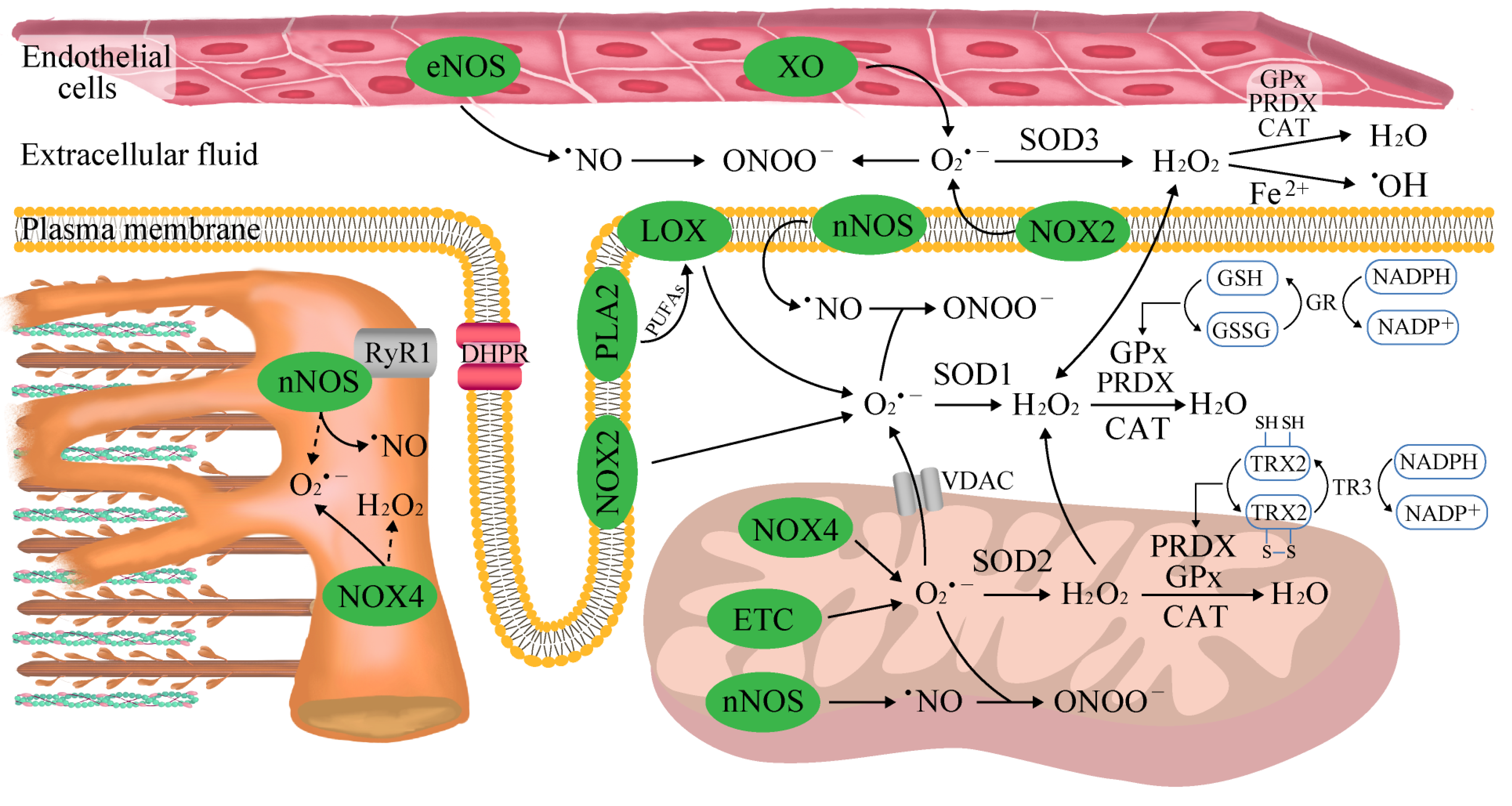 Antioxidants 12 00501 g001