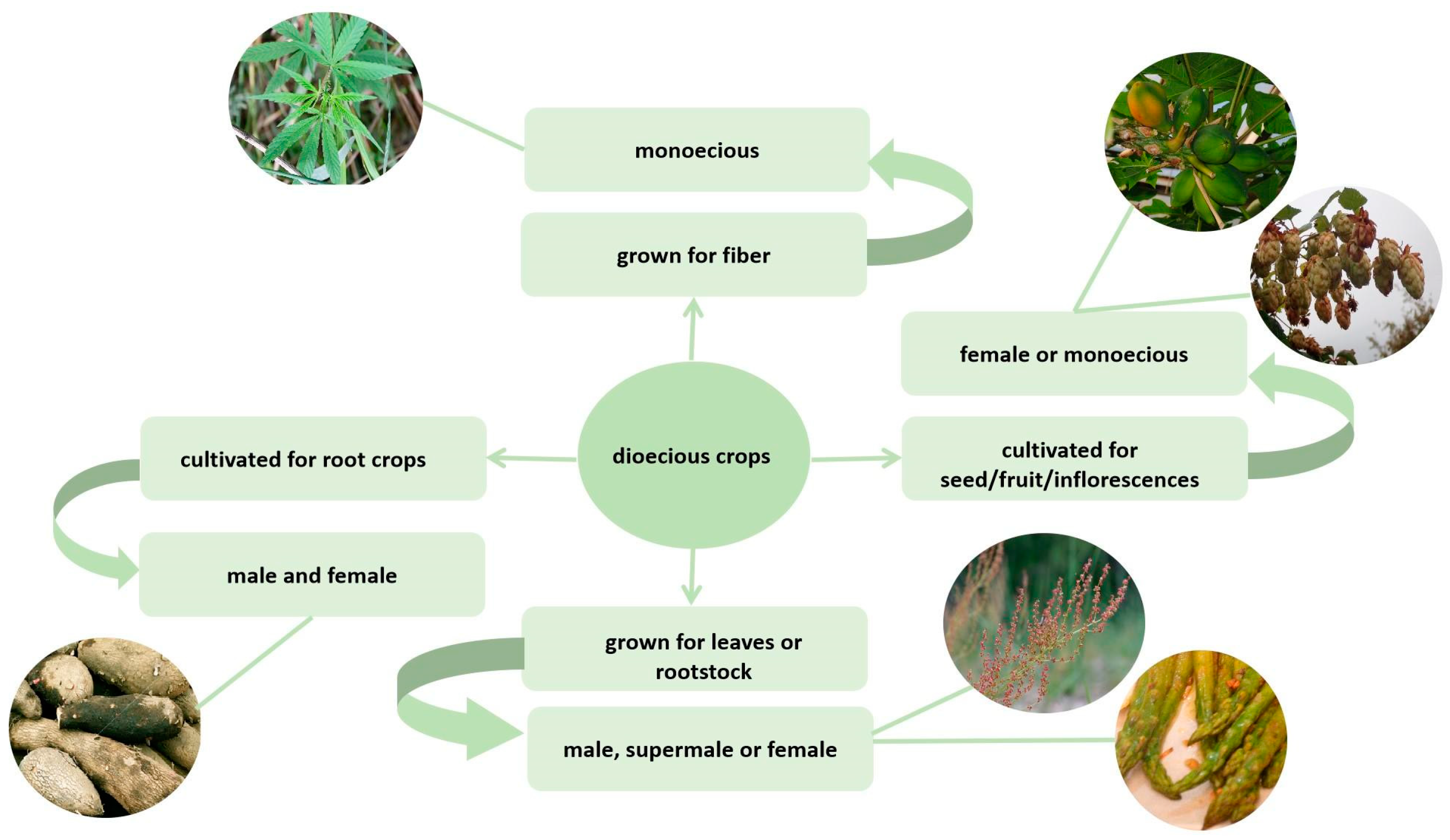 Sex Determination In Dioecious Agricultural Plants Encyclopedia Mdpi 3638