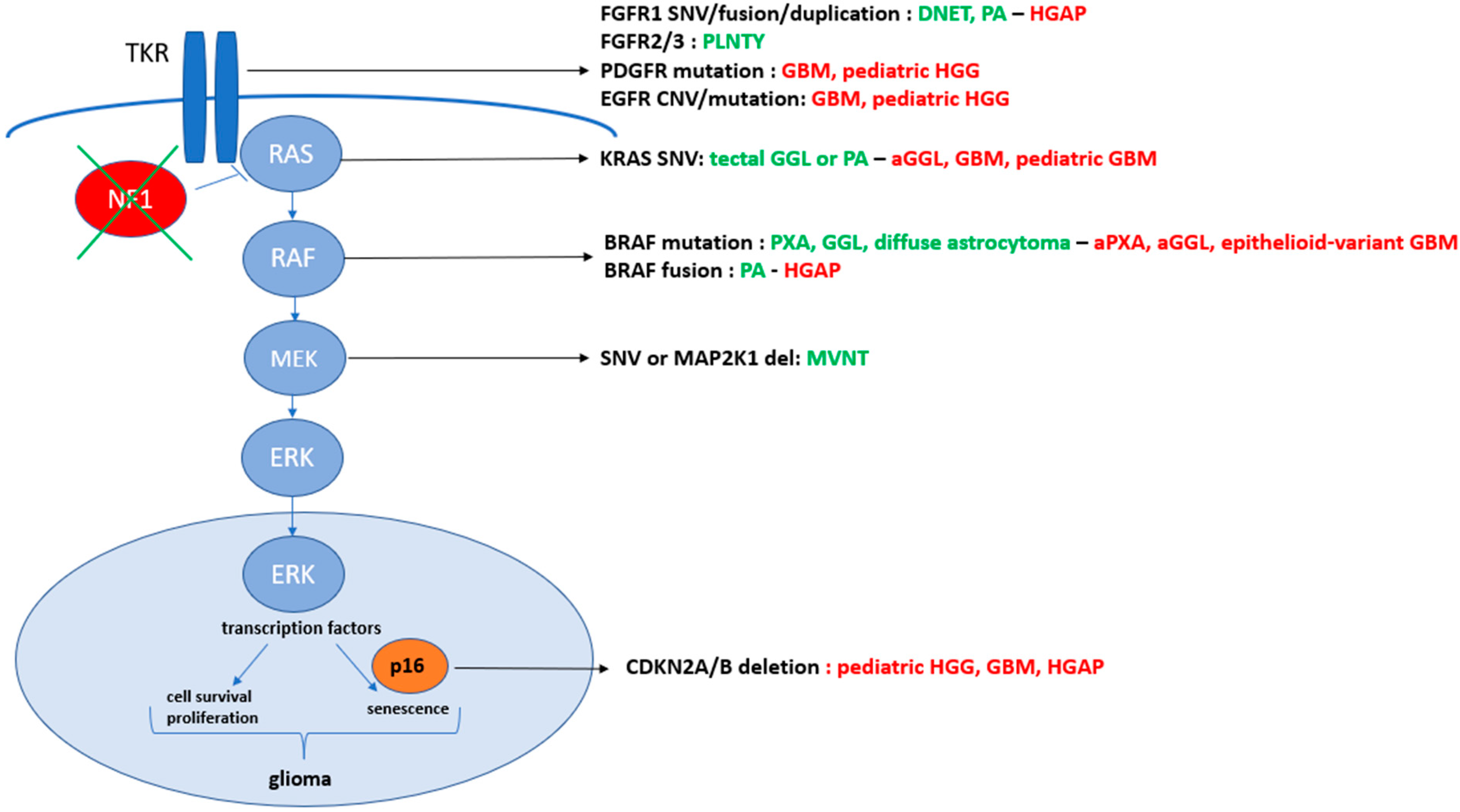 Glial Tumor Types Are Associated to BRAF Mutations | Encyclopedia MDPI