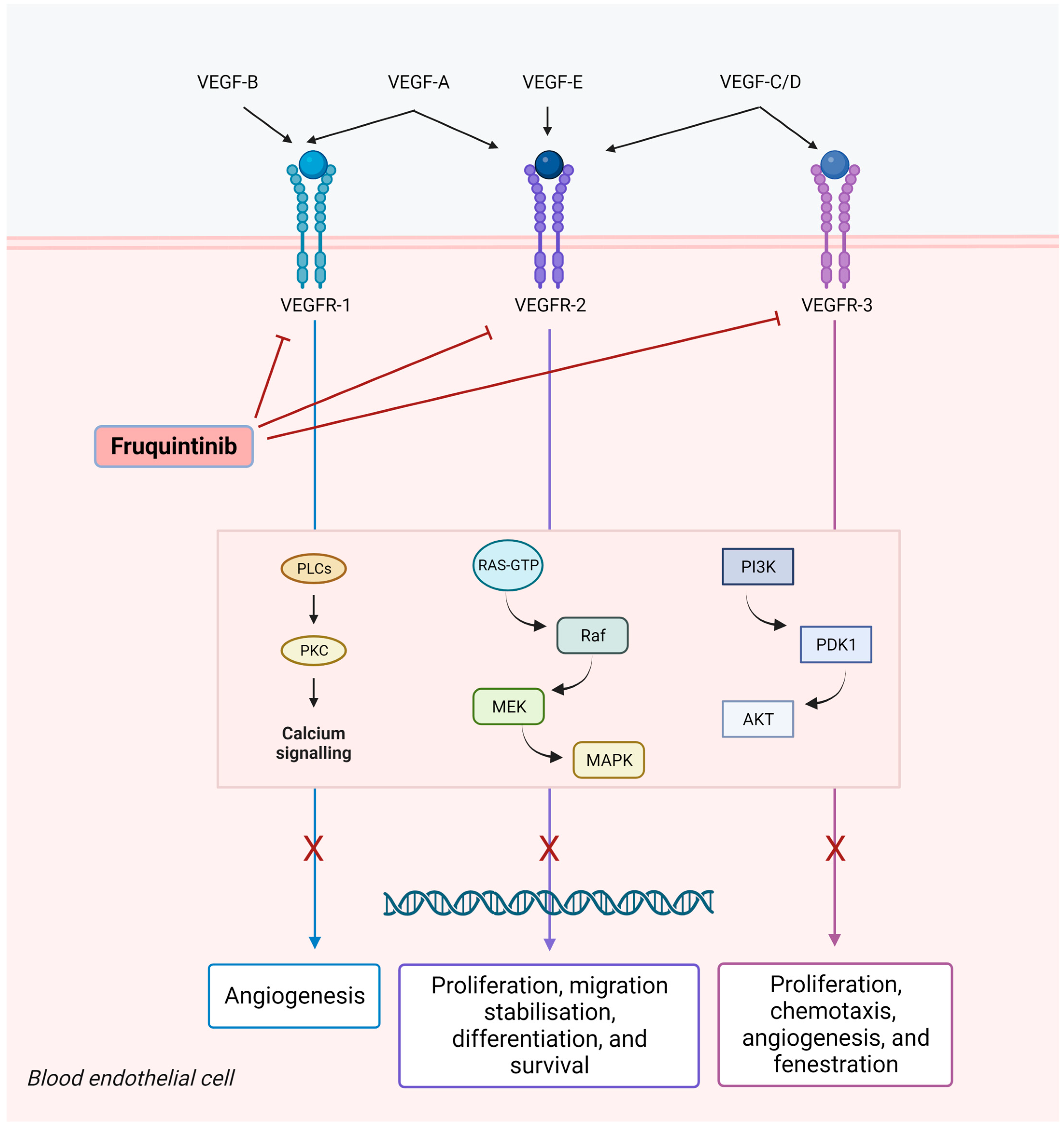 Fruquintinib In Continuum Of Care Of Colorectal Cancer | Encyclopedia MDPI