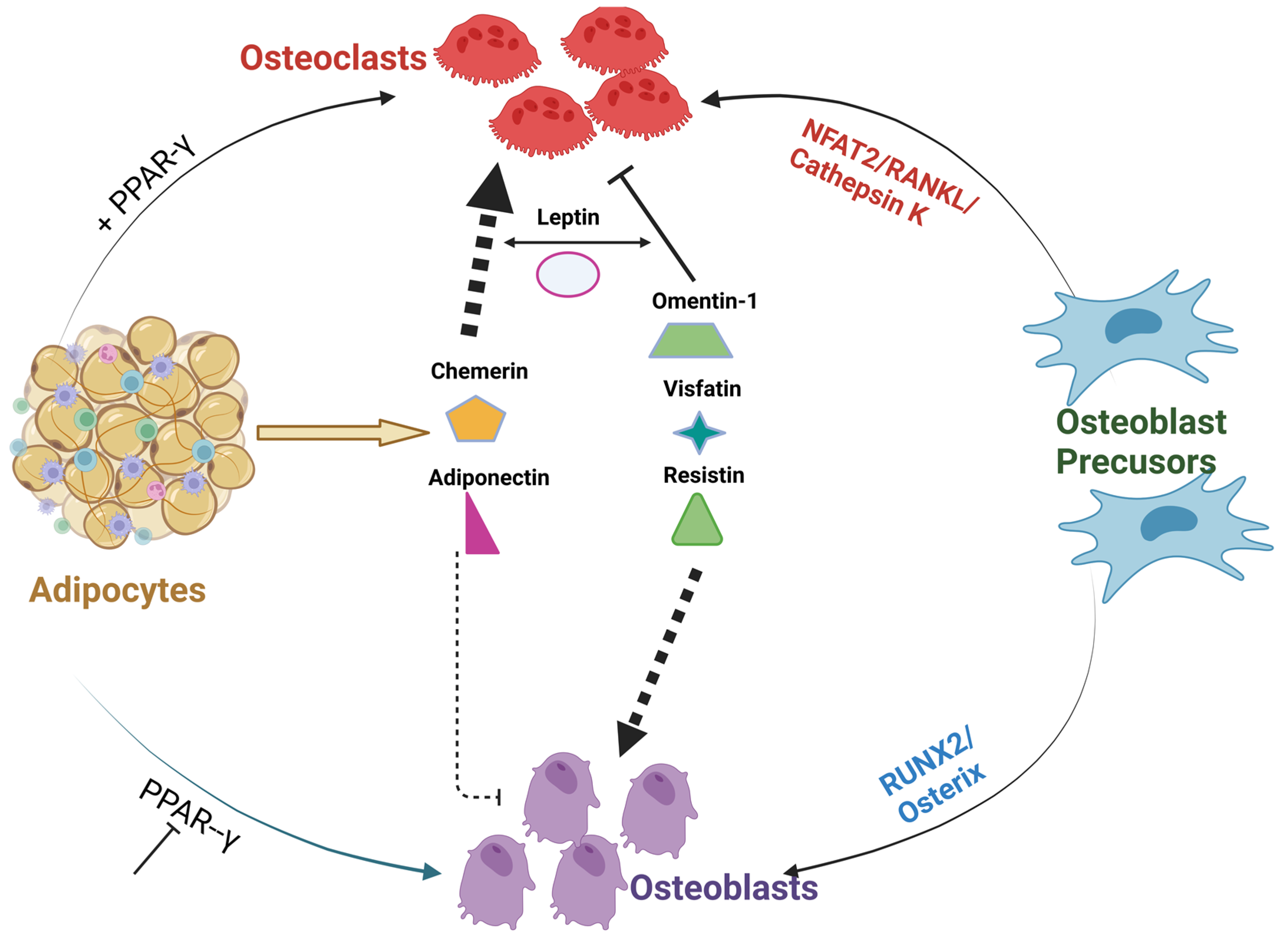 Novel Adipokines And Their Role In Bone Metabolism | Encyclopedia MDPI