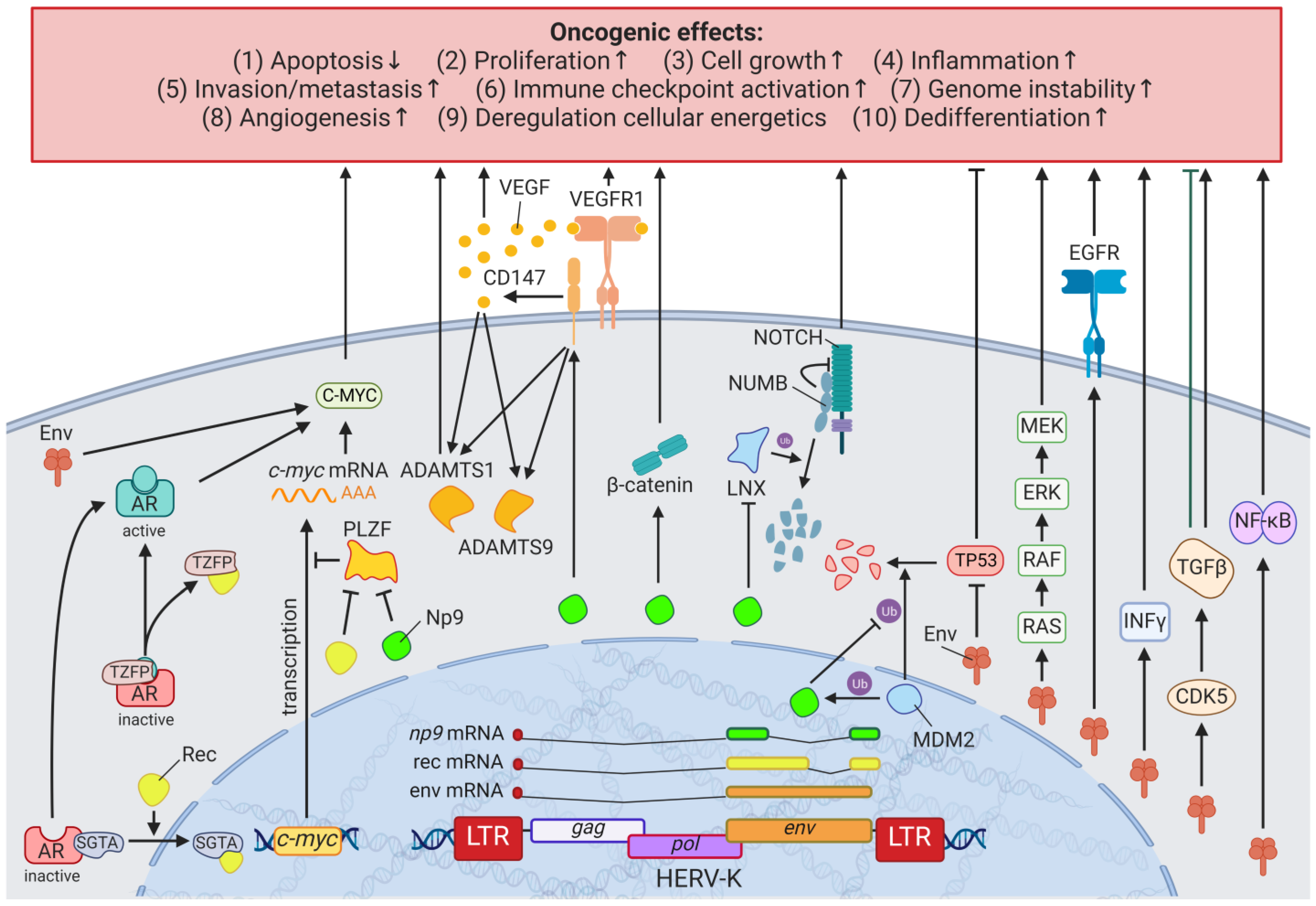 Relationship Of Human Endogenous Retroviruses And Human Cancers ...