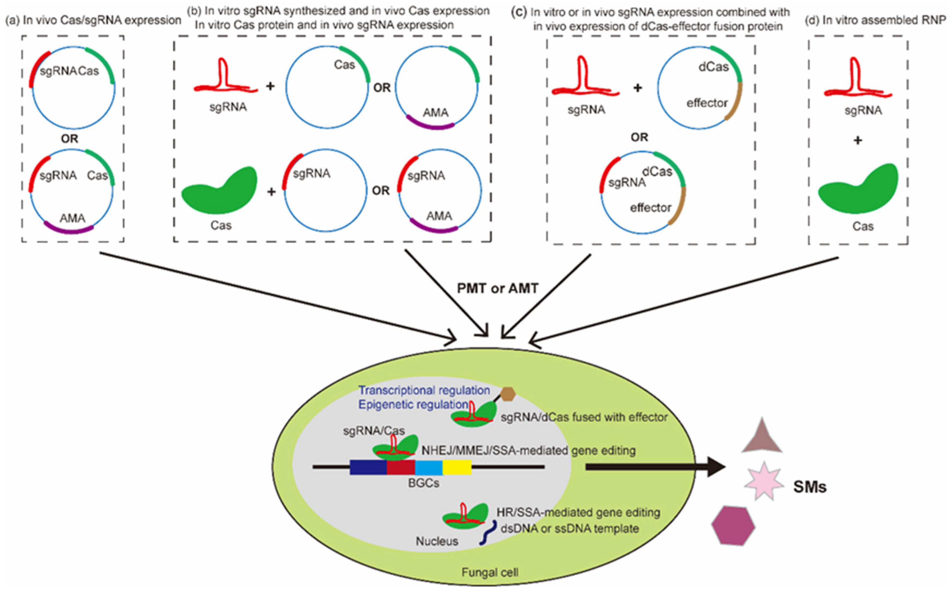 Application of CRISPR/Cas Systems in Fungal Genetic Engineering ...