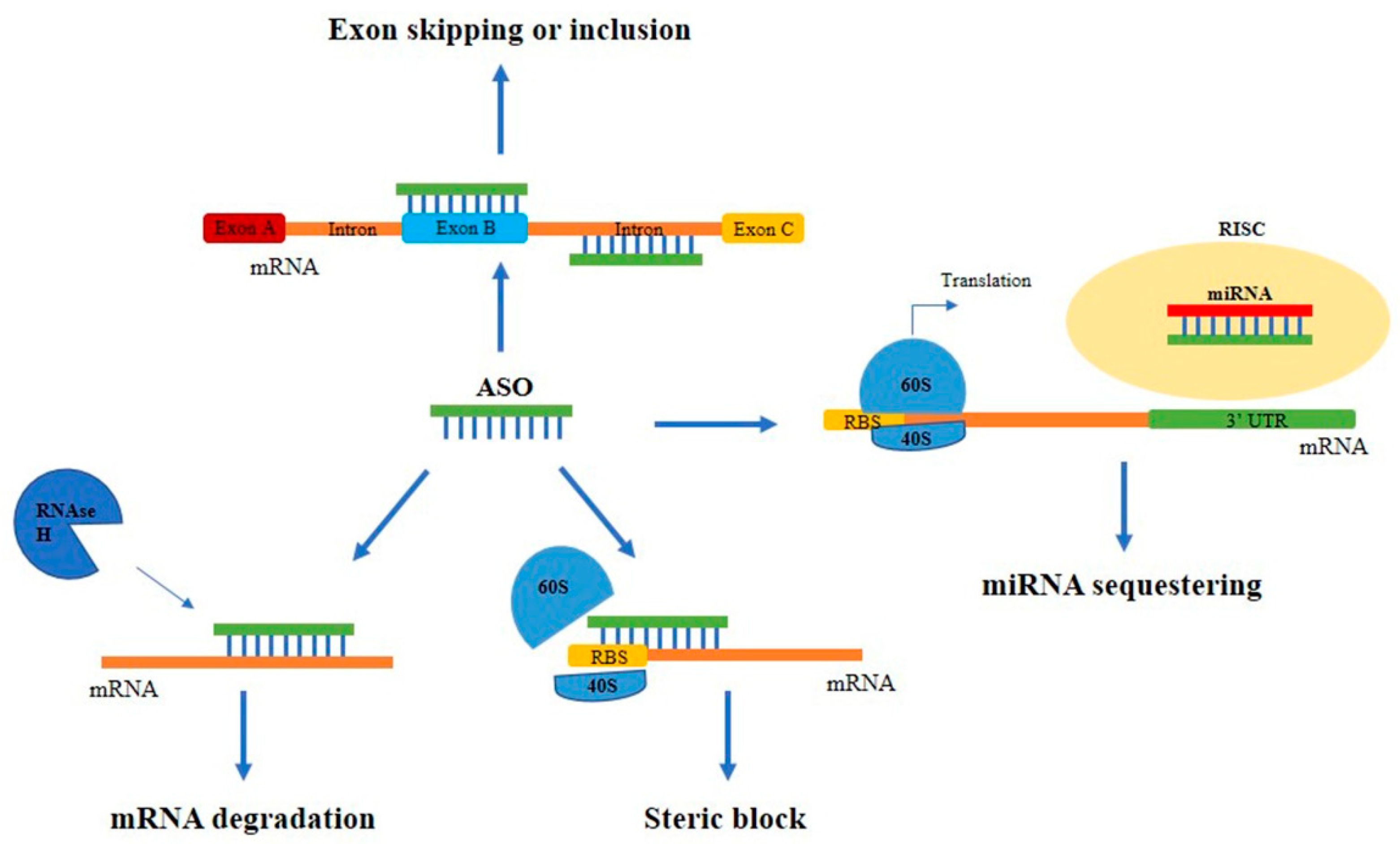 Small RNA Landscape in Non-Small-Cell Lung Cancer | Encyclopedia MDPI