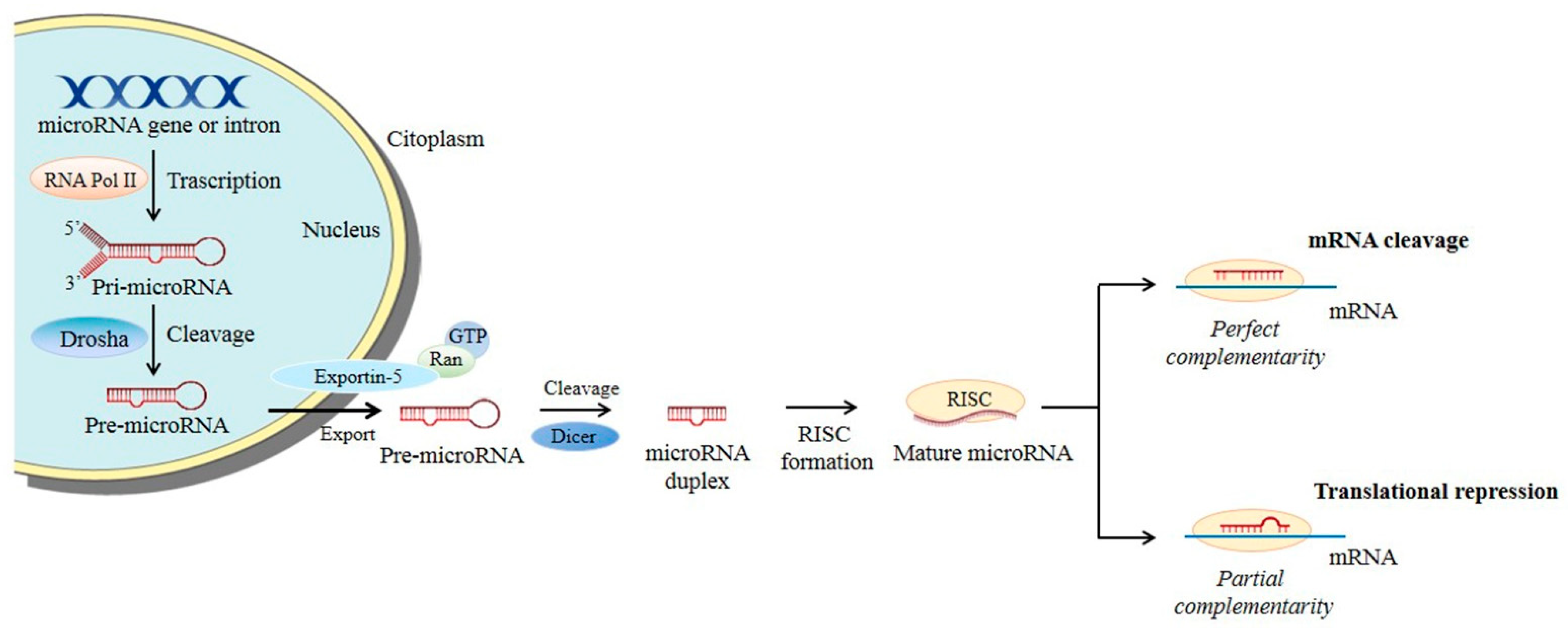 Small RNA Landscape in Non-Small-Cell Lung Cancer | Encyclopedia MDPI