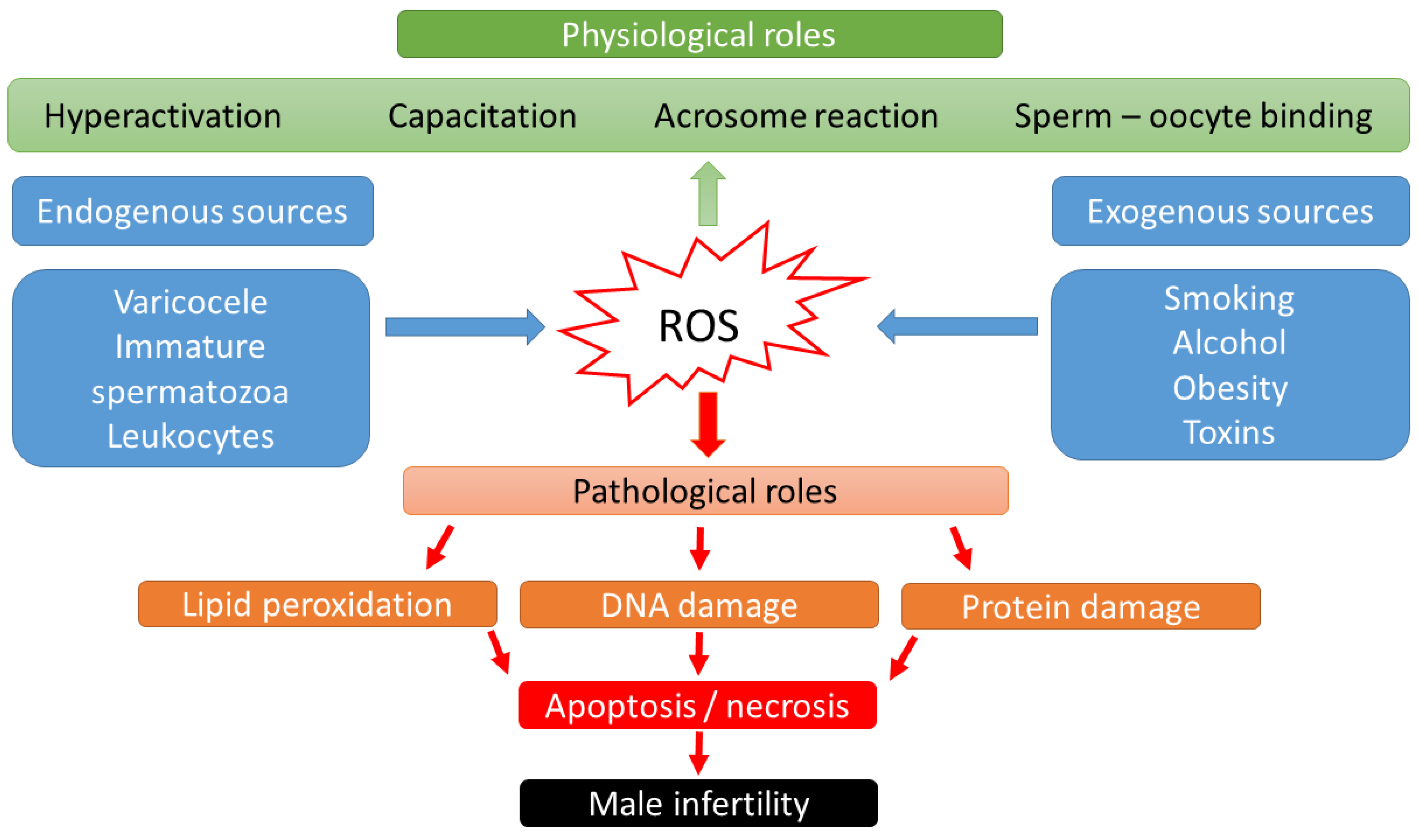 Oxidative Stress On The Reproductive Tract Of Males Encyclopedia Mdpi