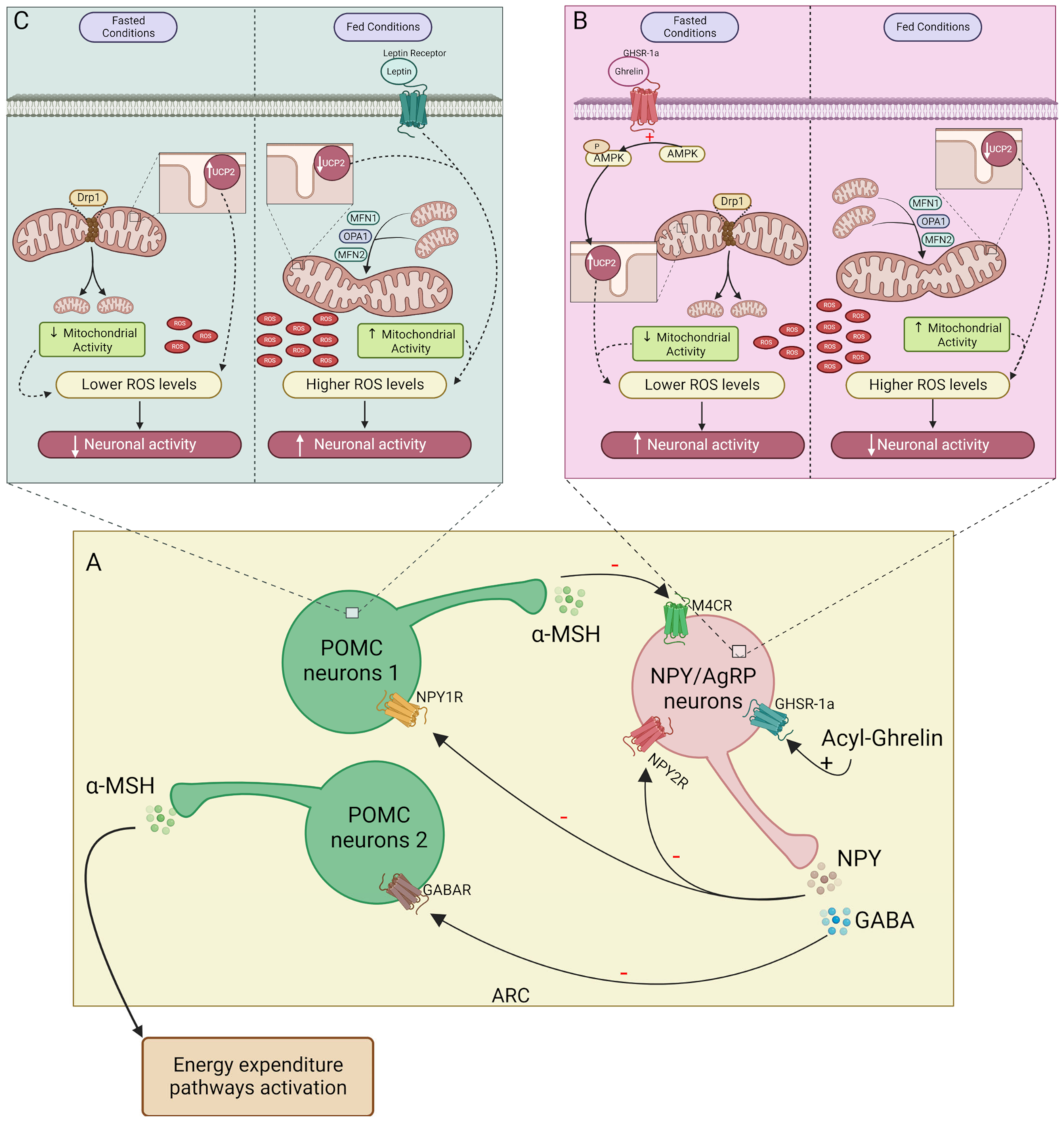 Biomedicines 11 00446 g001