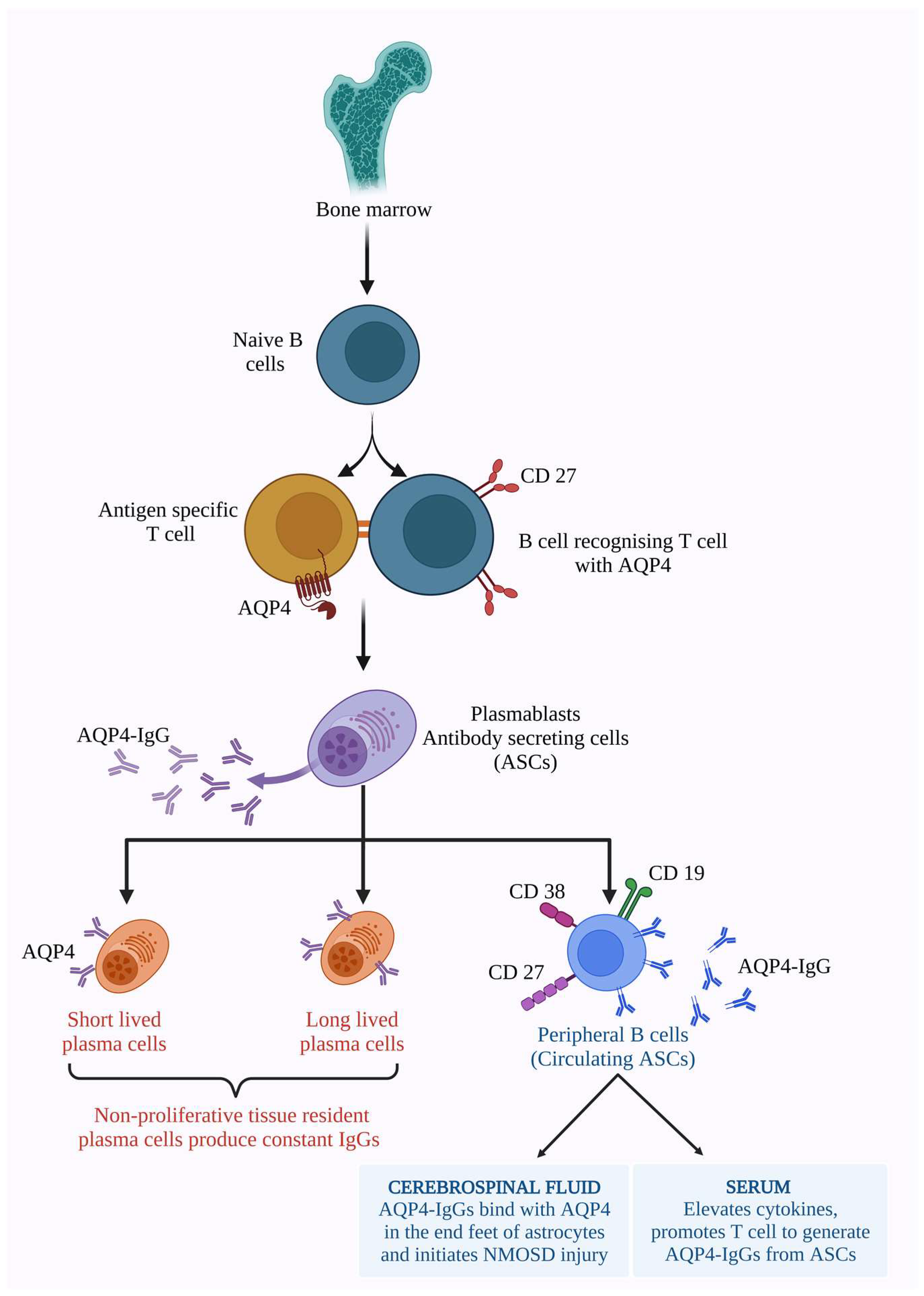 Molecular Mechanism of Neuromyelitis Optica Spectrum Disorders ...