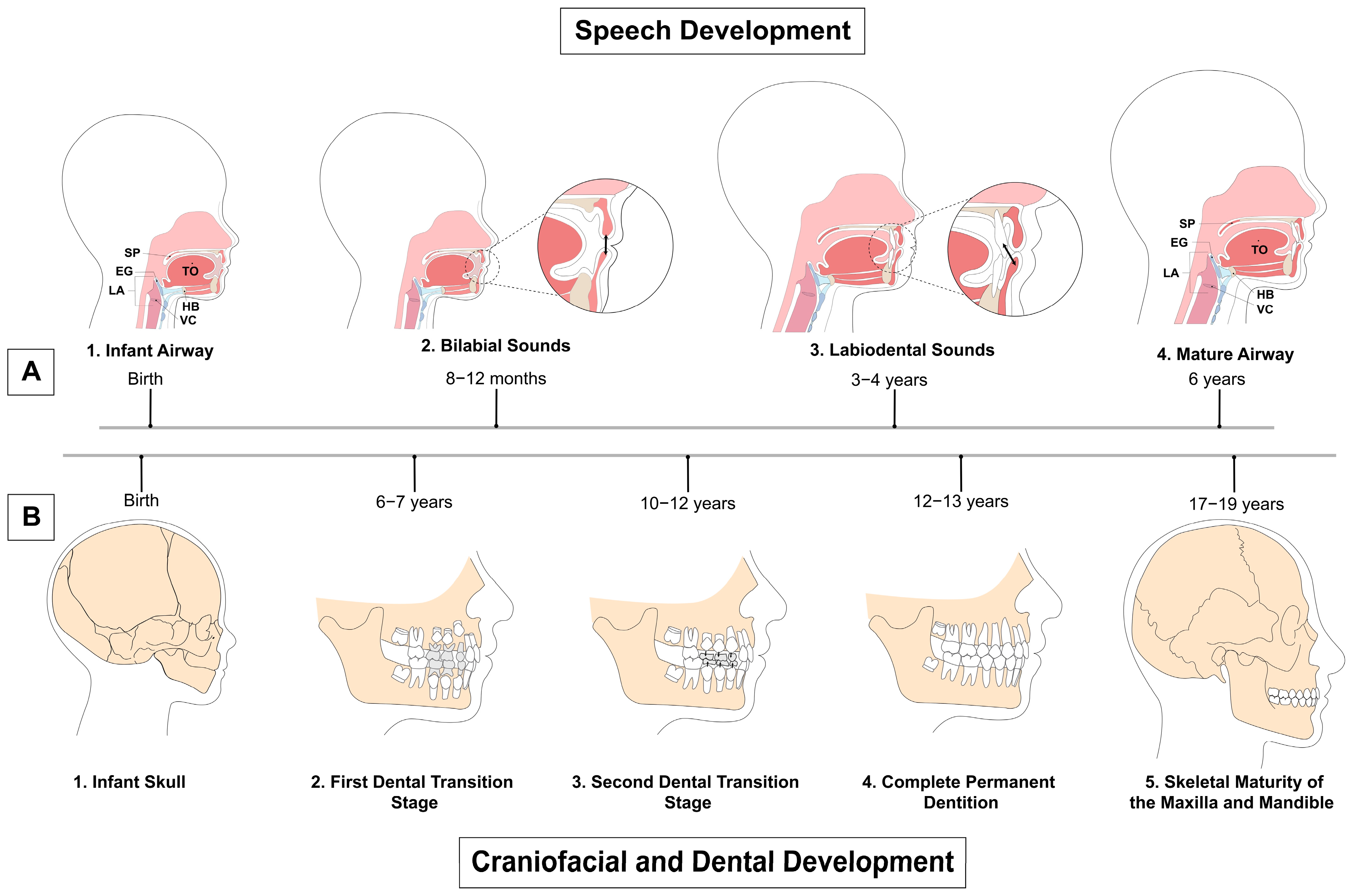 Speech And Craniofacial Development Encyclopedia MDPI