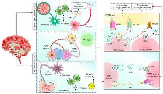 Cells 12 01223 g004 550