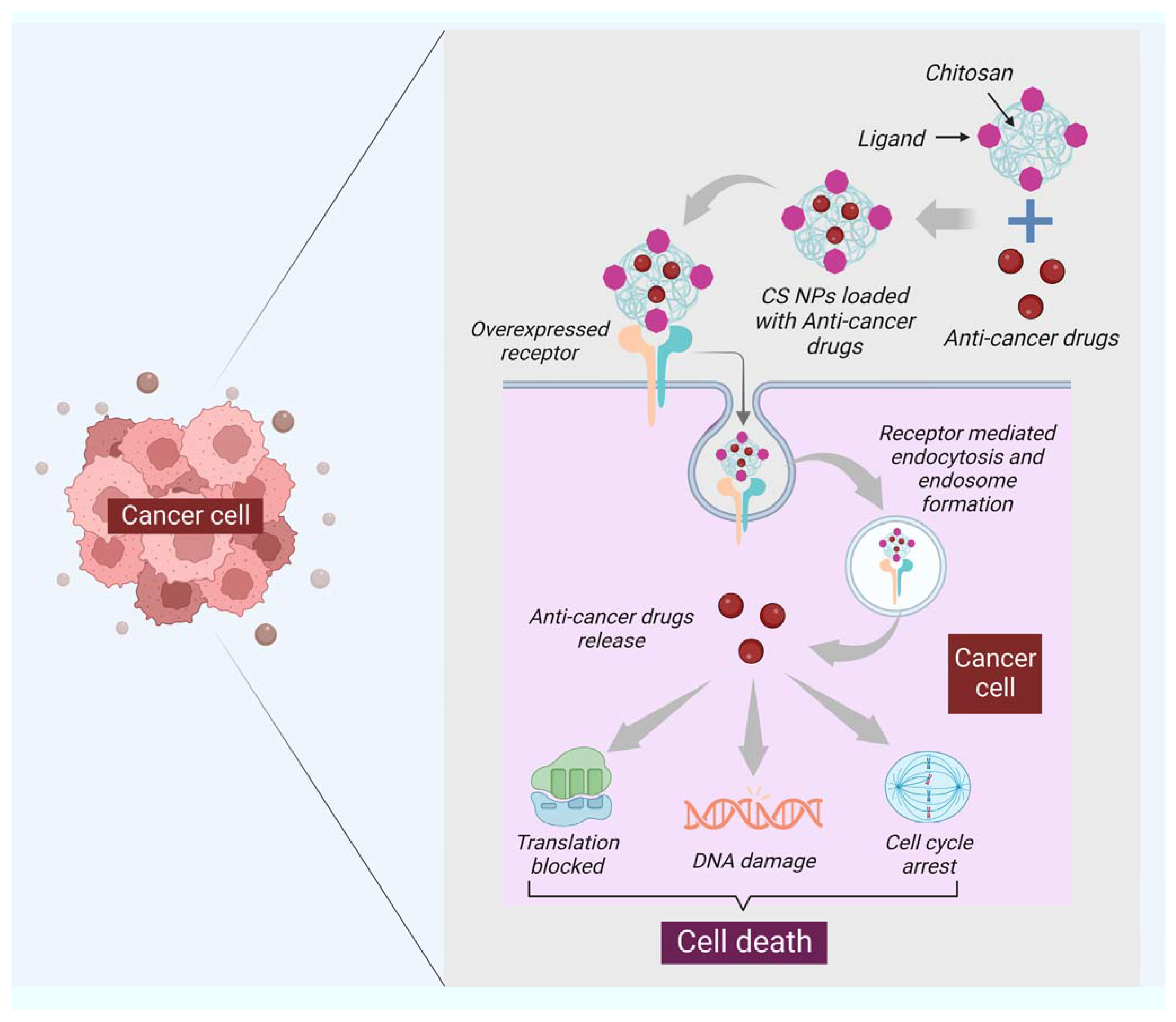 Chitosan Nanoparticles Based Cancer Drug Delivery Encyclopedia Mdpi