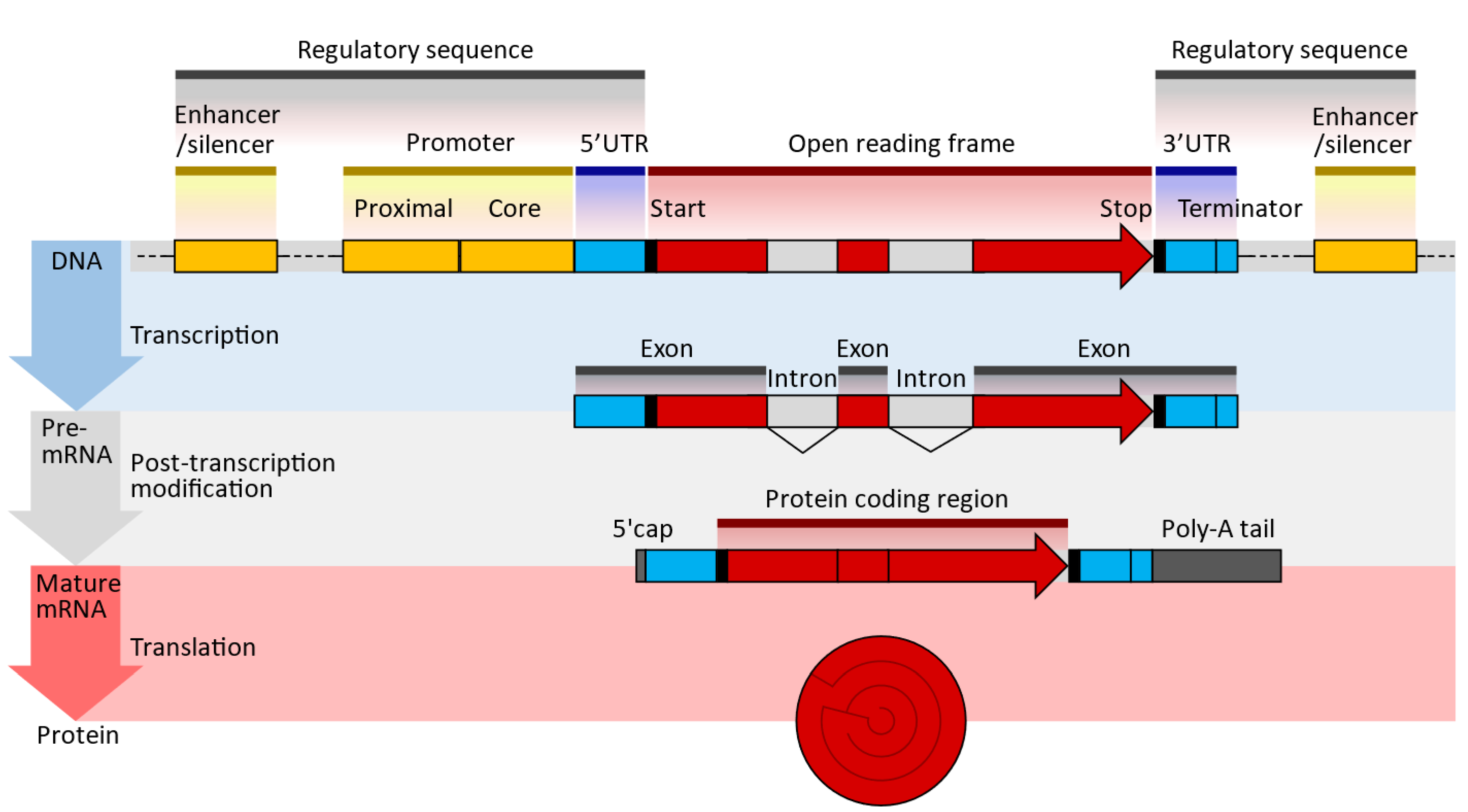 Схема строения генов эукариот