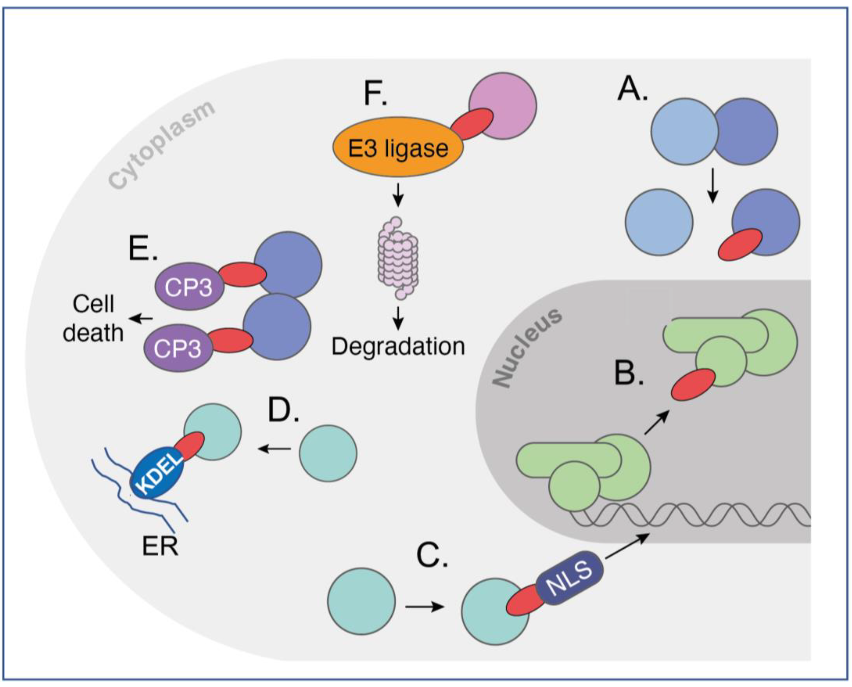 /media/item_content/202307/64af480e38790antibodies-12-00024-g002.png