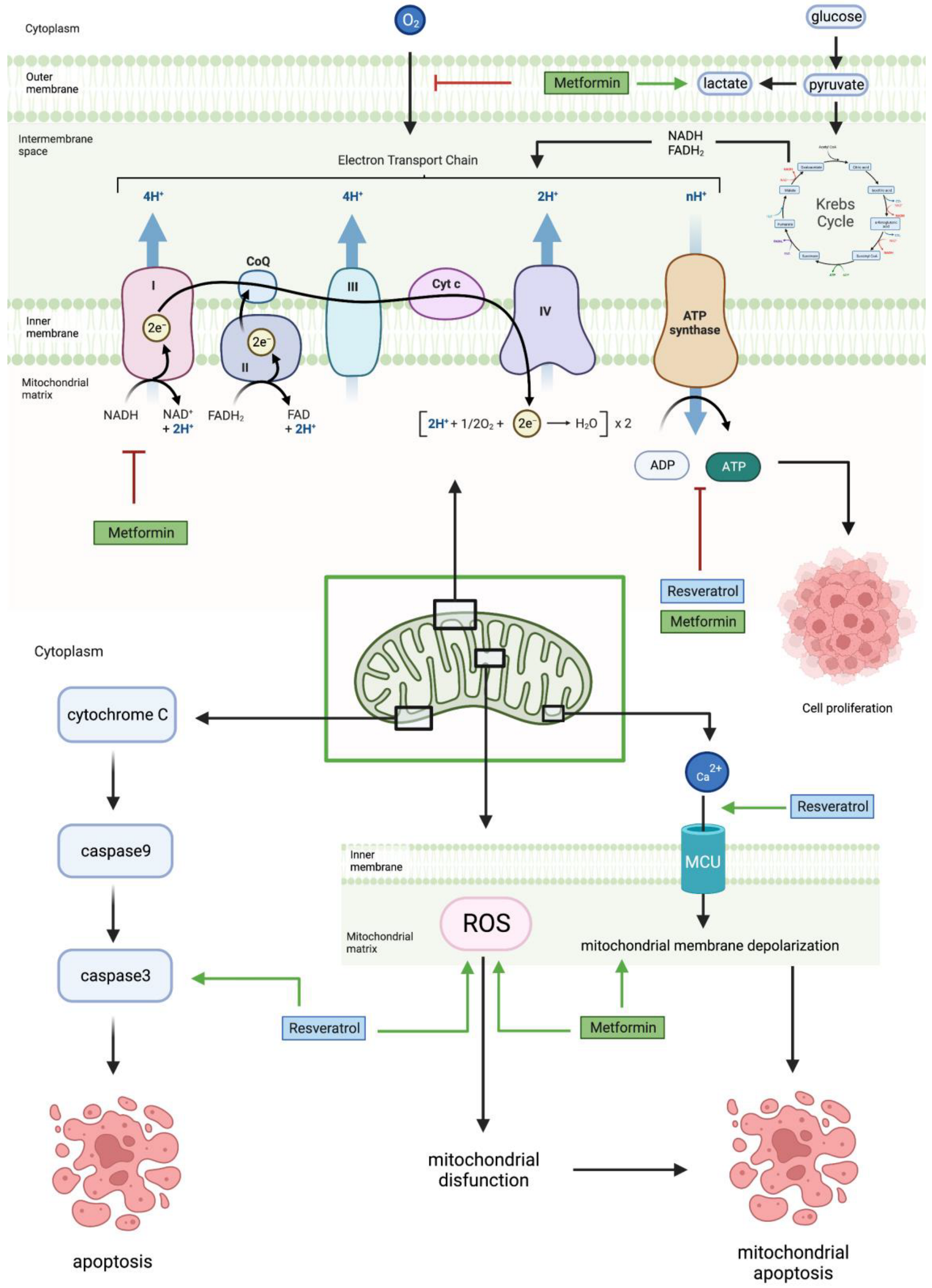 /media/item_content/202307/64b5e44606ed5cancers-15-03368-g005.png