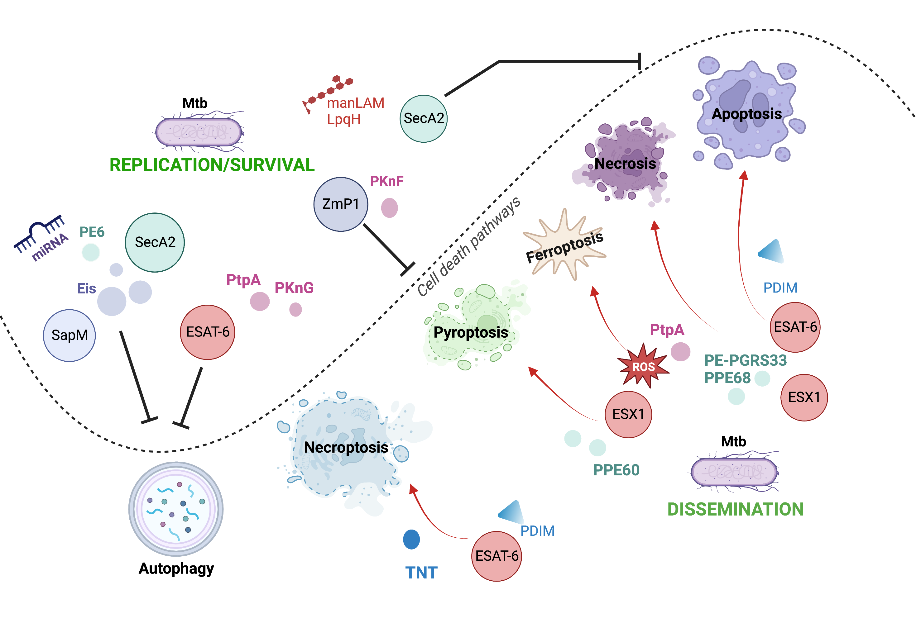 Cell death pathways modulated by Mtb through their virulence factors. Mtb can use its virulence factors as inductors (red arrows) or inhibitors (black inhibitors) of diverse cell death mechanisms to orchestrate the infection process.