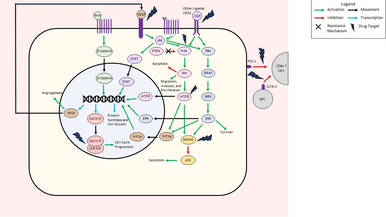 A summary figure showing some of the major pathways where targeted glioma therapies act.