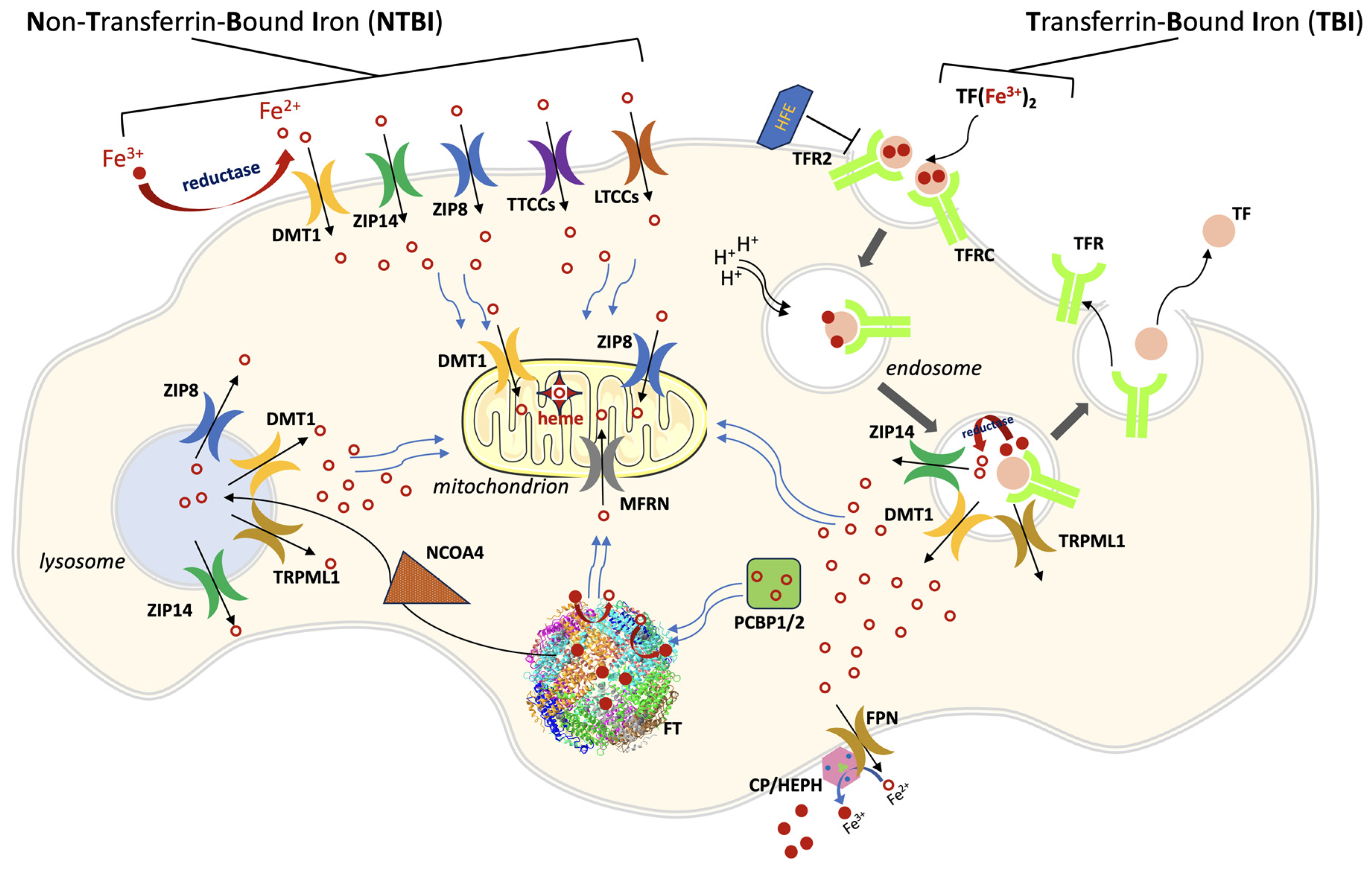 Biomolecules 13 01172 g001