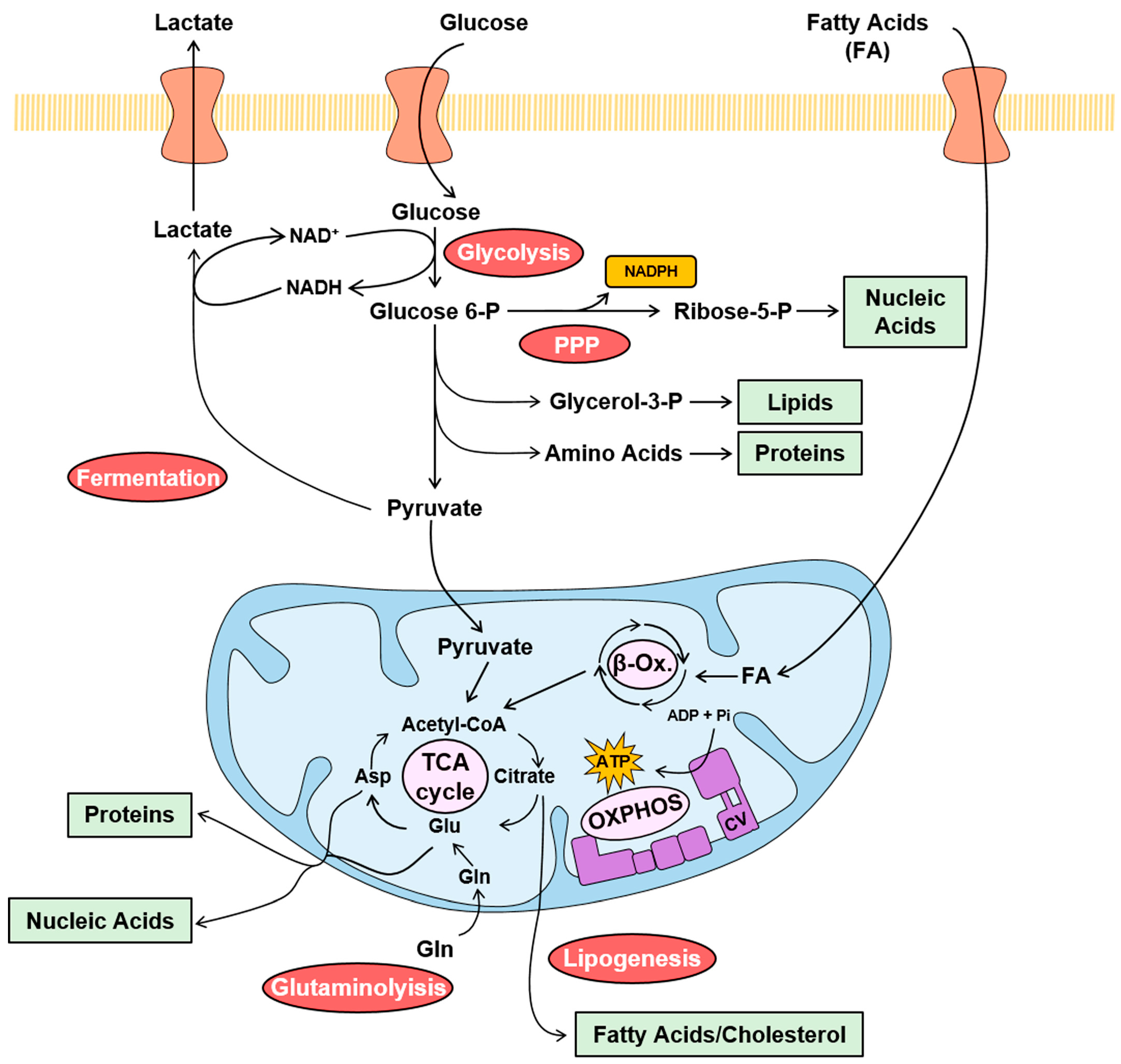 /media/item_content/202308/64caf264bc168cancers-15-03775-g001.png