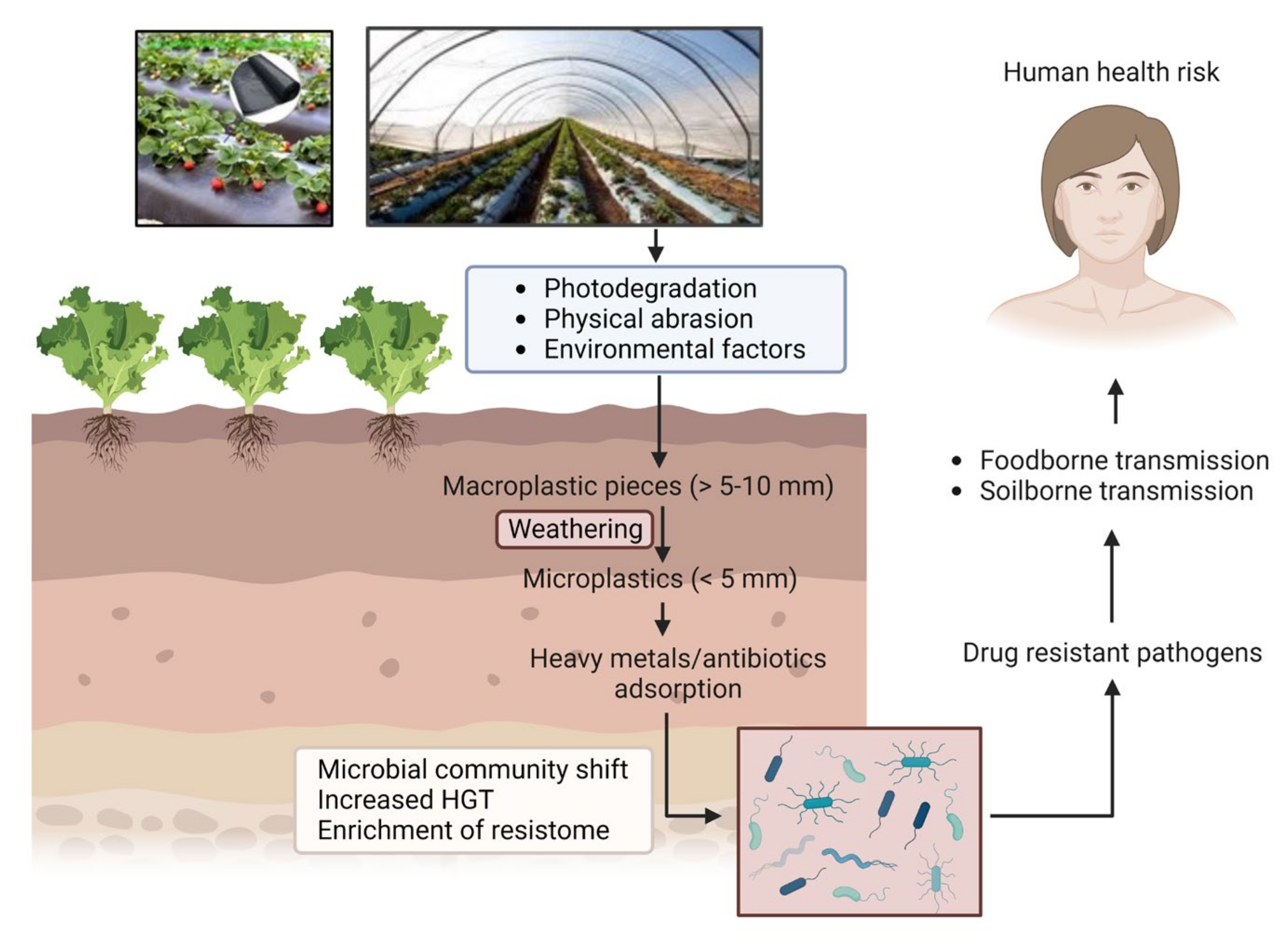 Pathogens 12 00888 g001