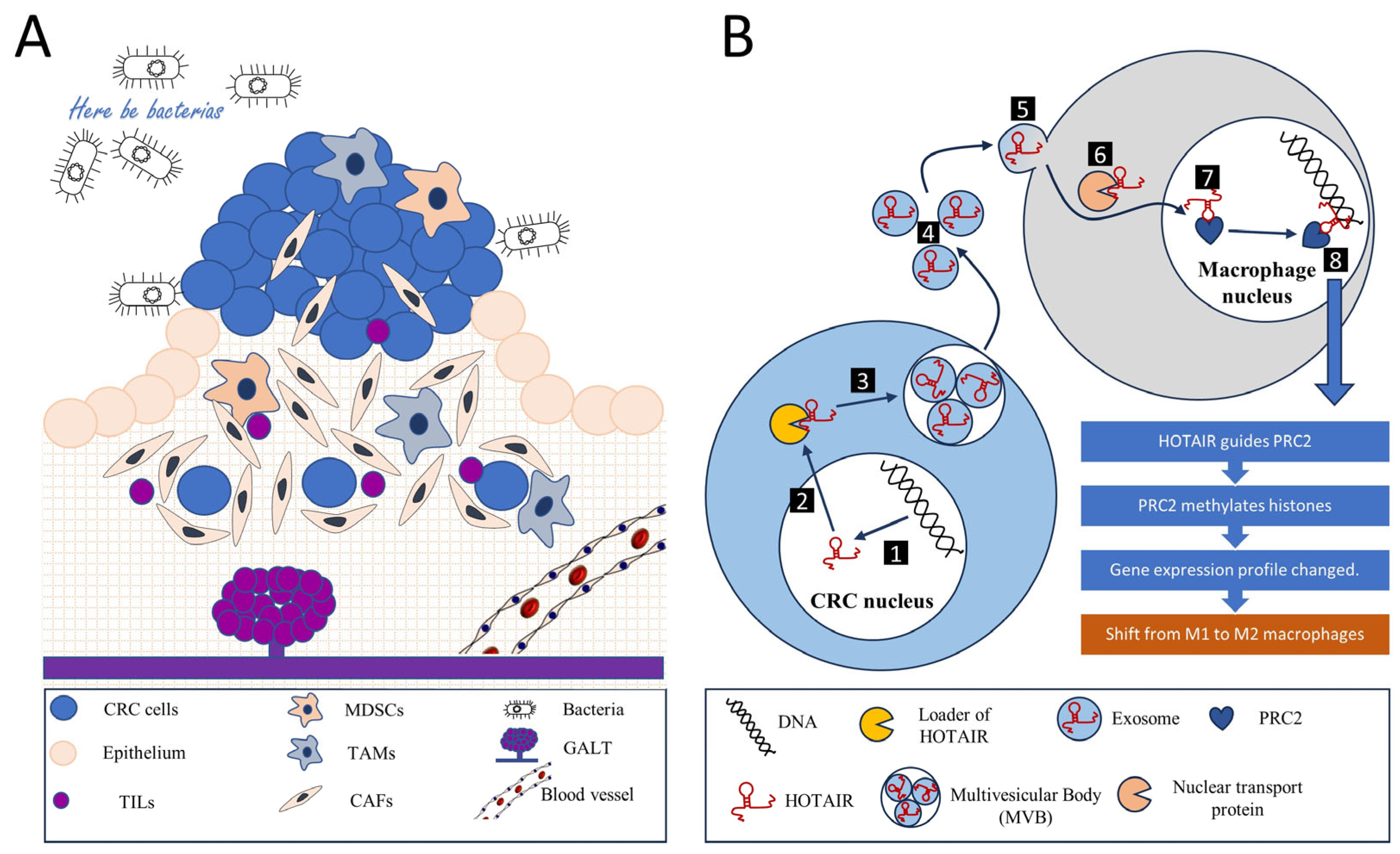 Biomedicines 11 02411 g001