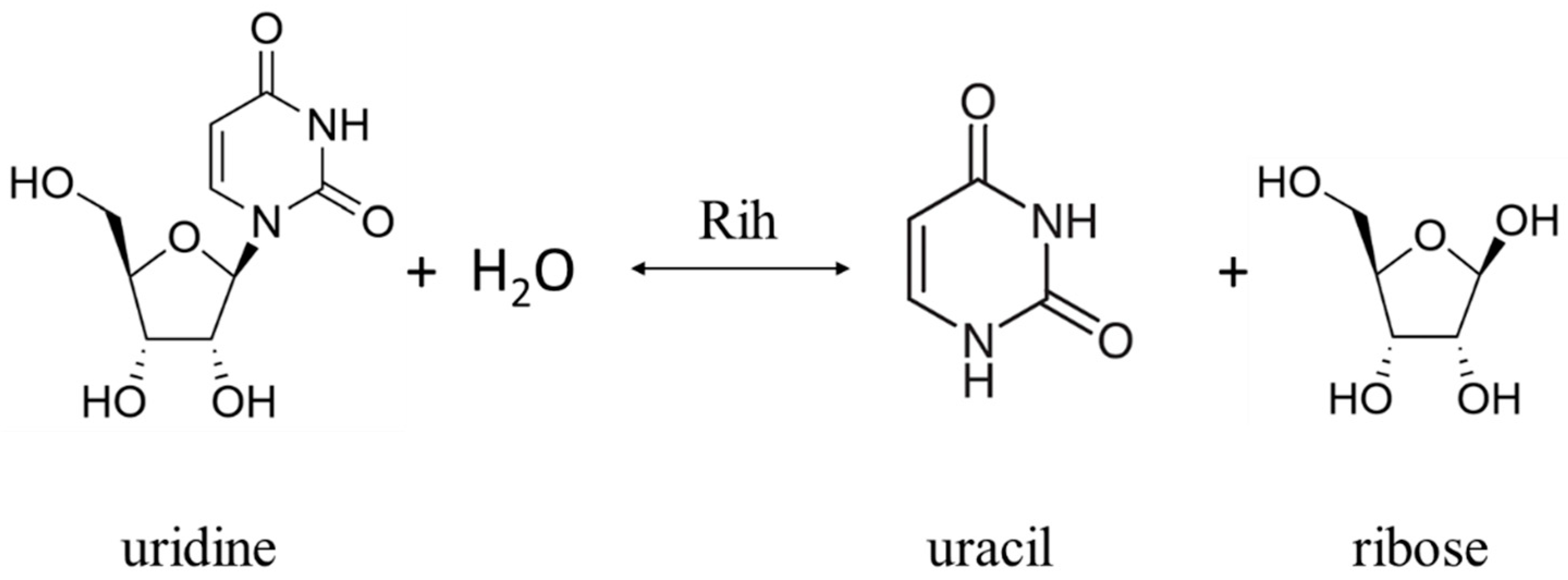 Structure−Activity Relationship of Purine Ribonucleosides for