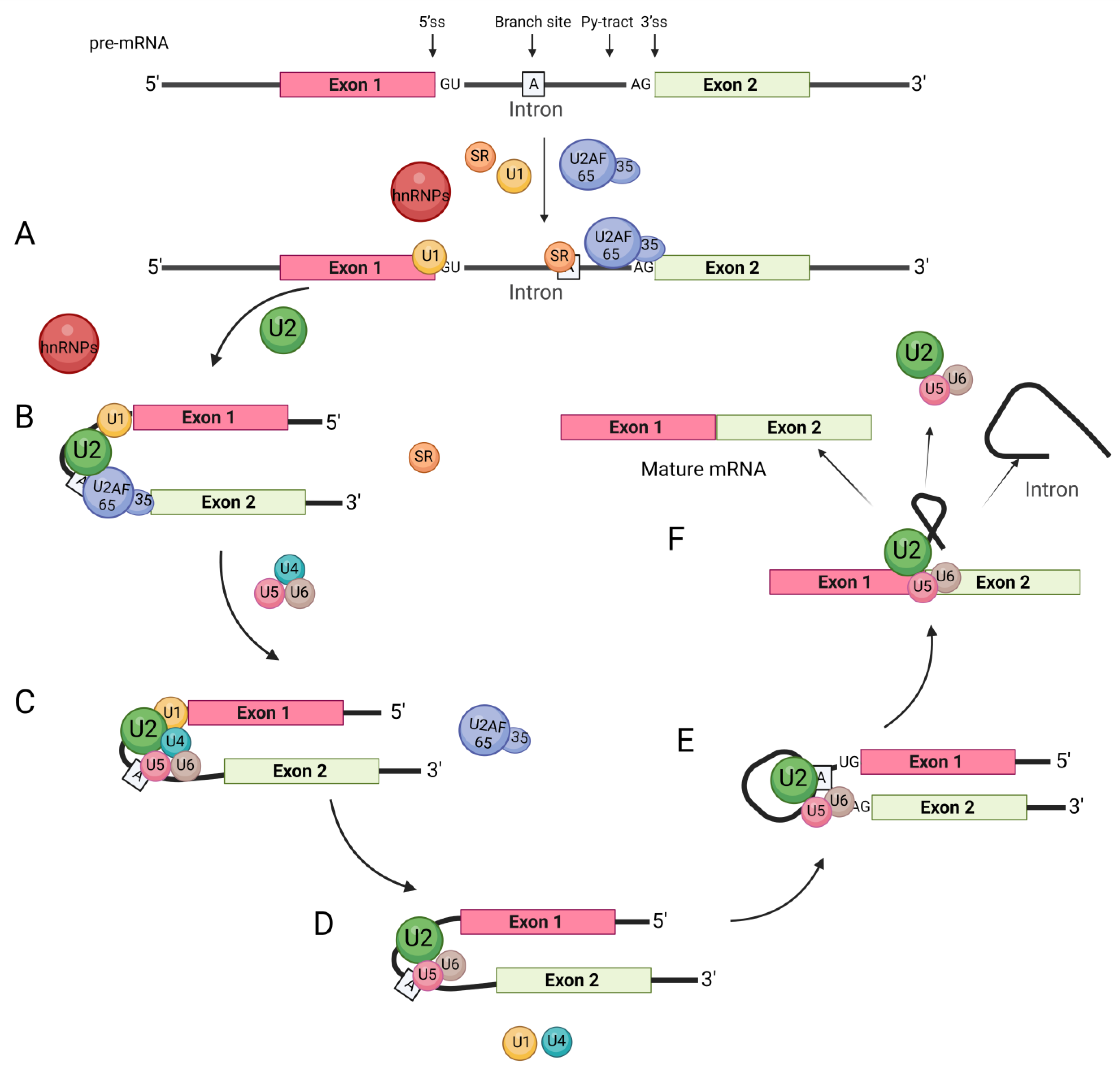 Biomolecules 13 01434 g003