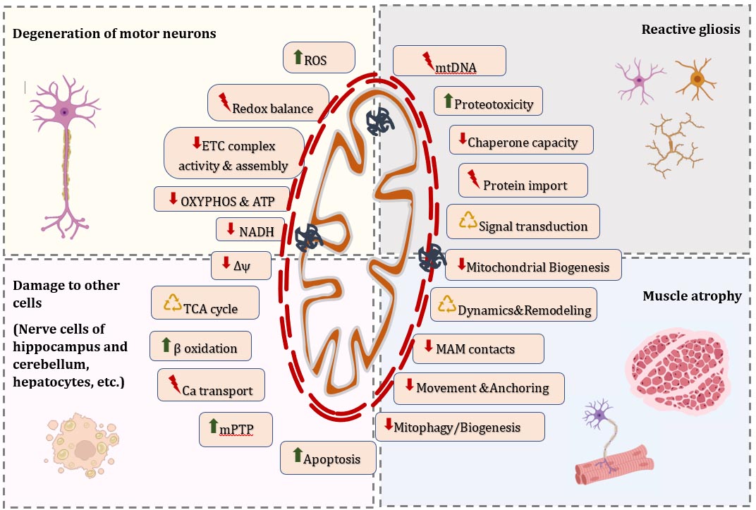 ALS-related abnormalities in mitochondria 