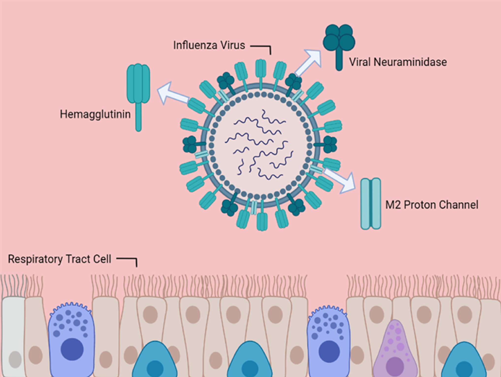 Figure 1. Structure of an Influenza Virus