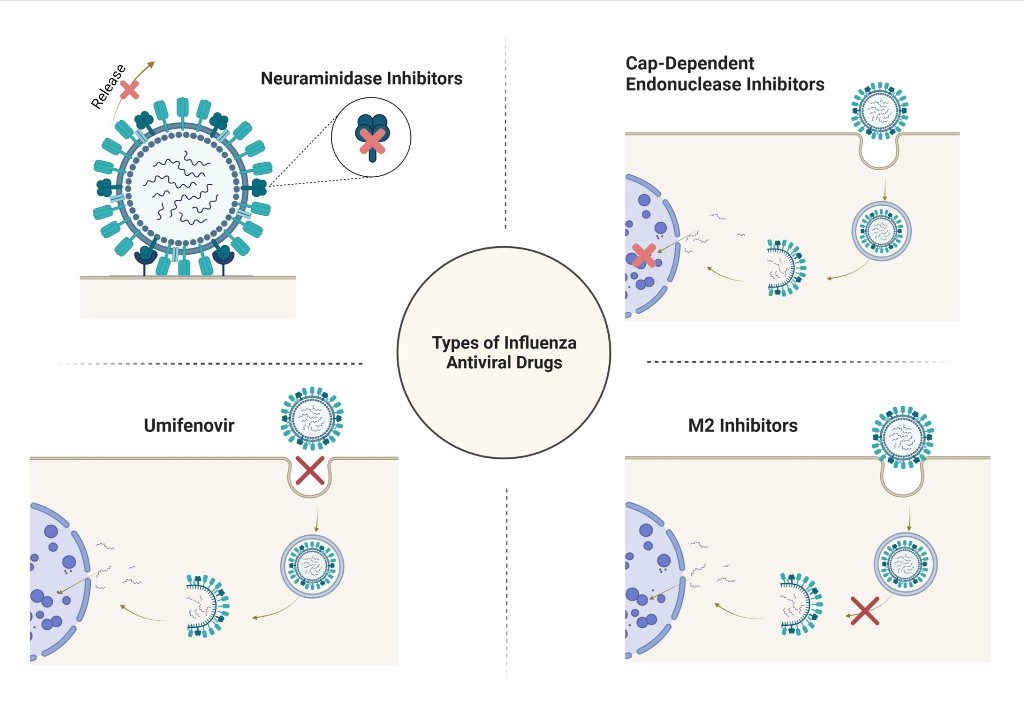 Graphical Abstract. The mechanisms of commonly used influenza antiviral drugs.