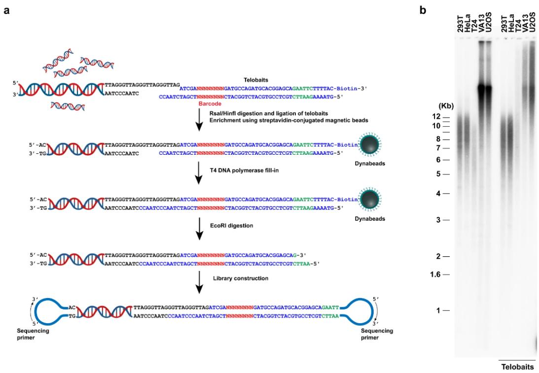 PacBio SMRT Sequencing for Human Telomere Sequence