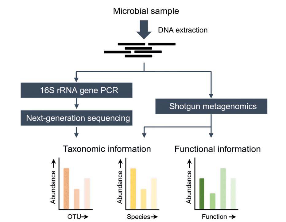 Overview of 16S rRNA gene NGS and shotgun metagenomics methods.