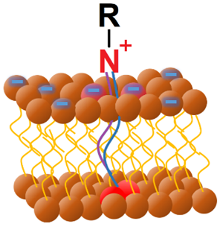 Recubrimientos antibacterianos | Encyclopedia MDPI