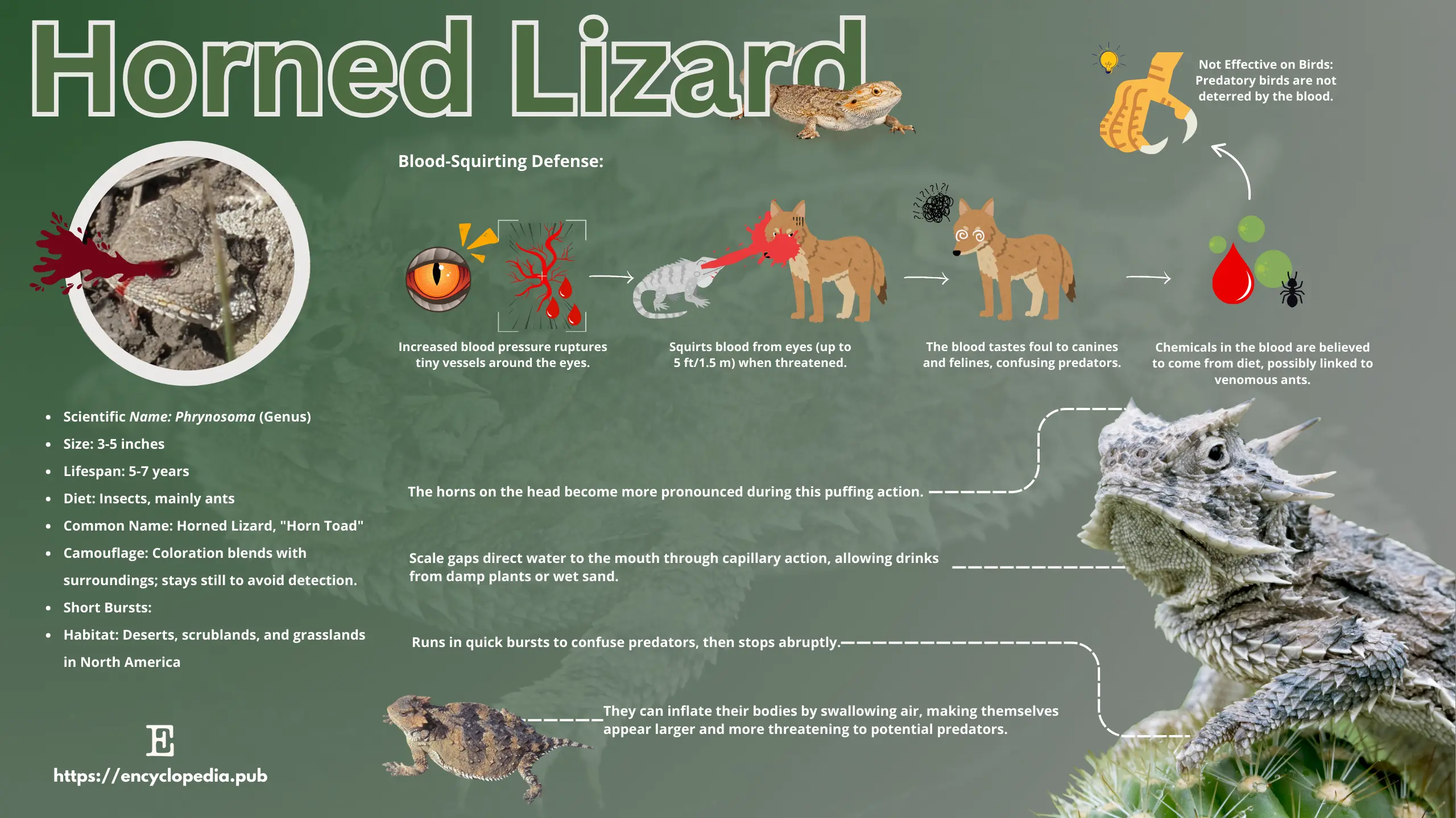 Horned Lizard Encyclopedia MDPI