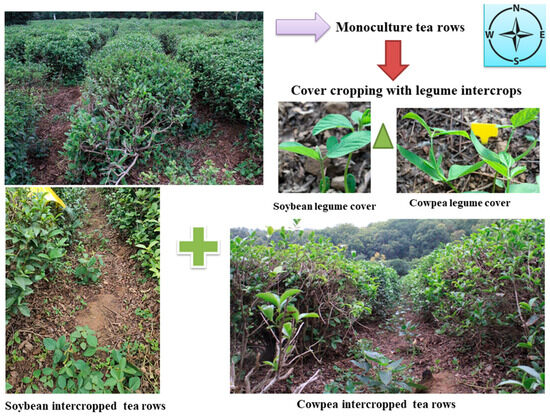 Agronomy 15 02217 g001