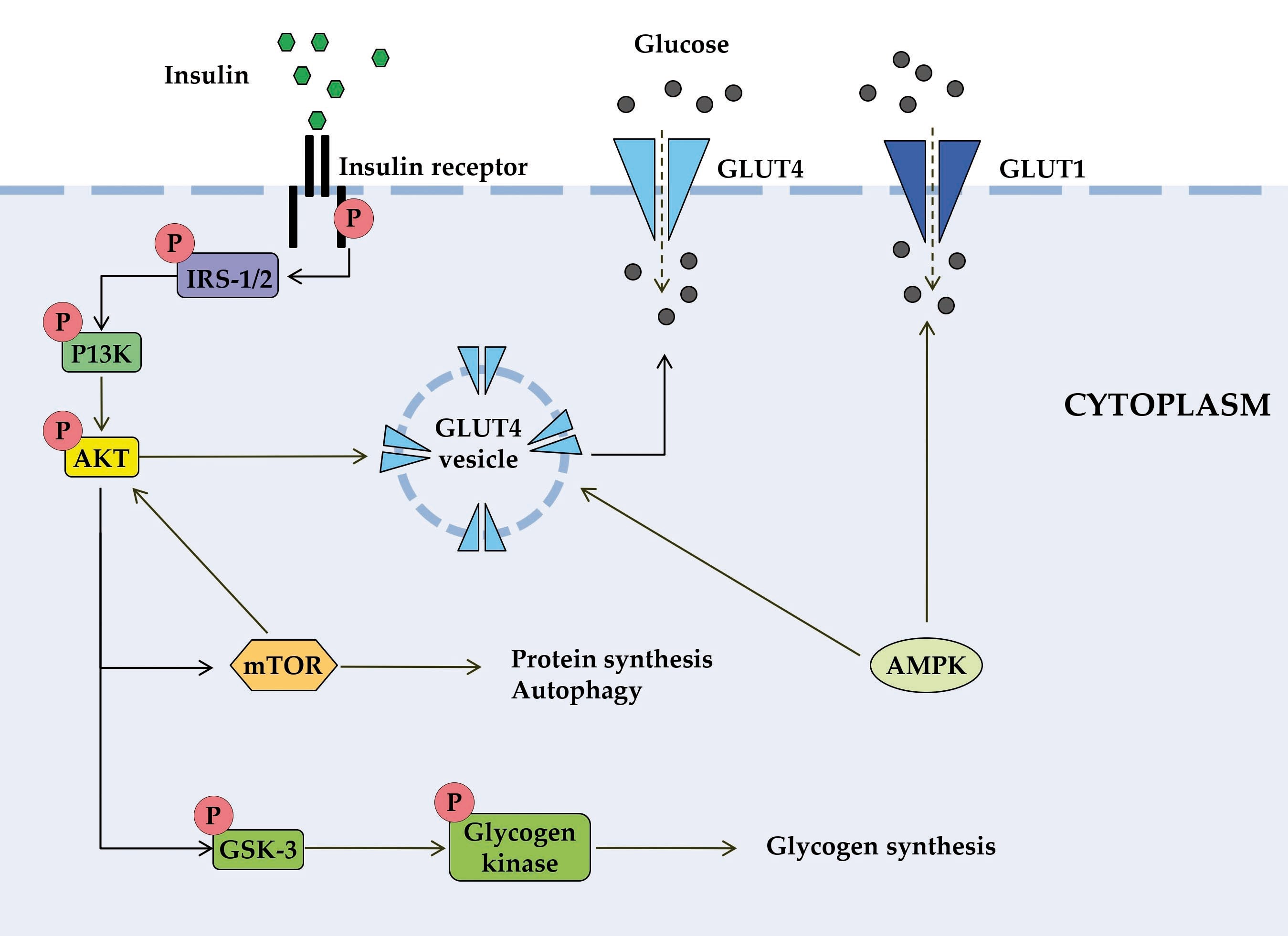 . Schematic diagram of some signal transduction pathways initiated by insulin