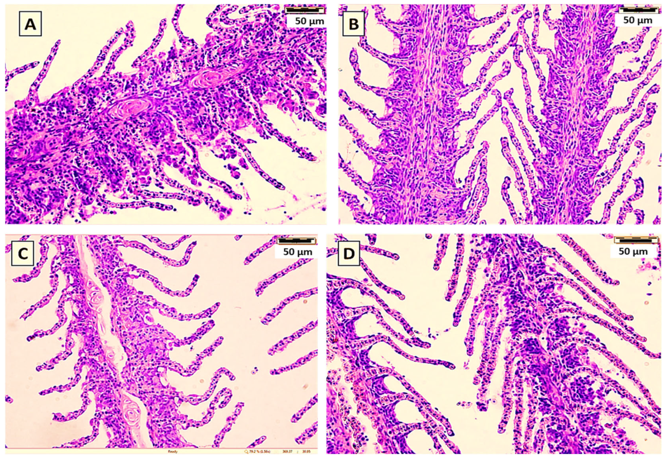 Animals 16 00433 g003