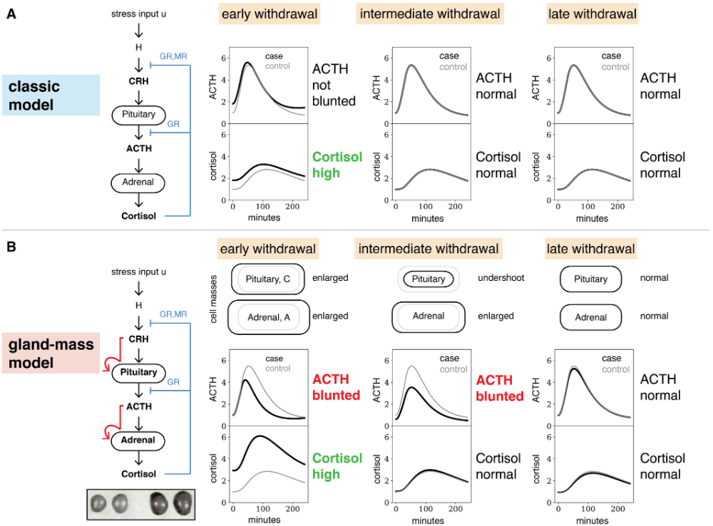 The dynamics of functional adrenal mass according to the classic model (A) and the theory of dynamical compensation (B)