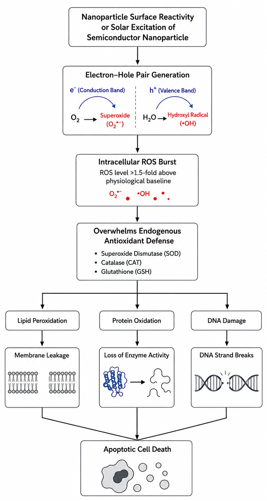 Oxidative stree and ROS-mediated pathway